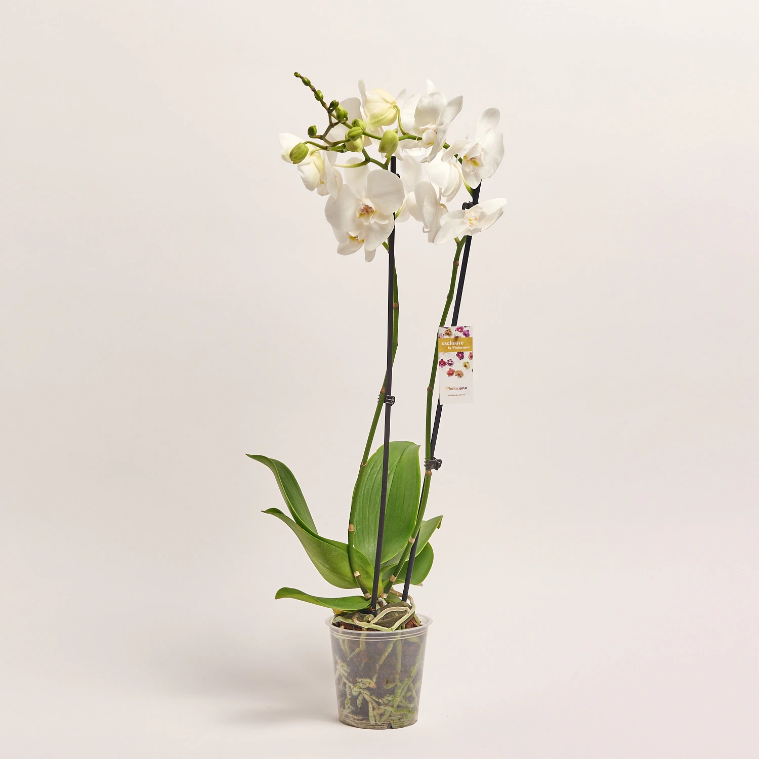 Зображення товару Фаленопсис 2ст. мікс, артикул: 18519