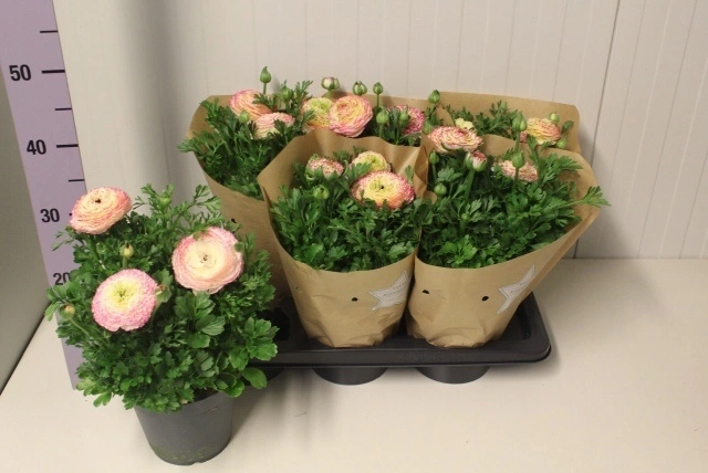 Ранункулус Віолет біколор d17 (35-40), артикул: 57195 Зображення товару Ранункулус Віолет біколор d17 (35-40), артикул: 57195