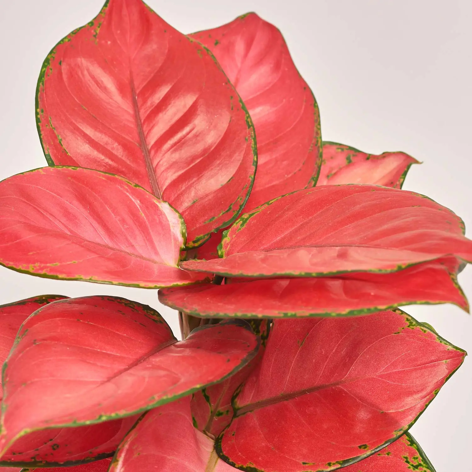 Зображення товару Аглаонема Ред Валентайн та Кашпо Сет 520, артикул: 55084