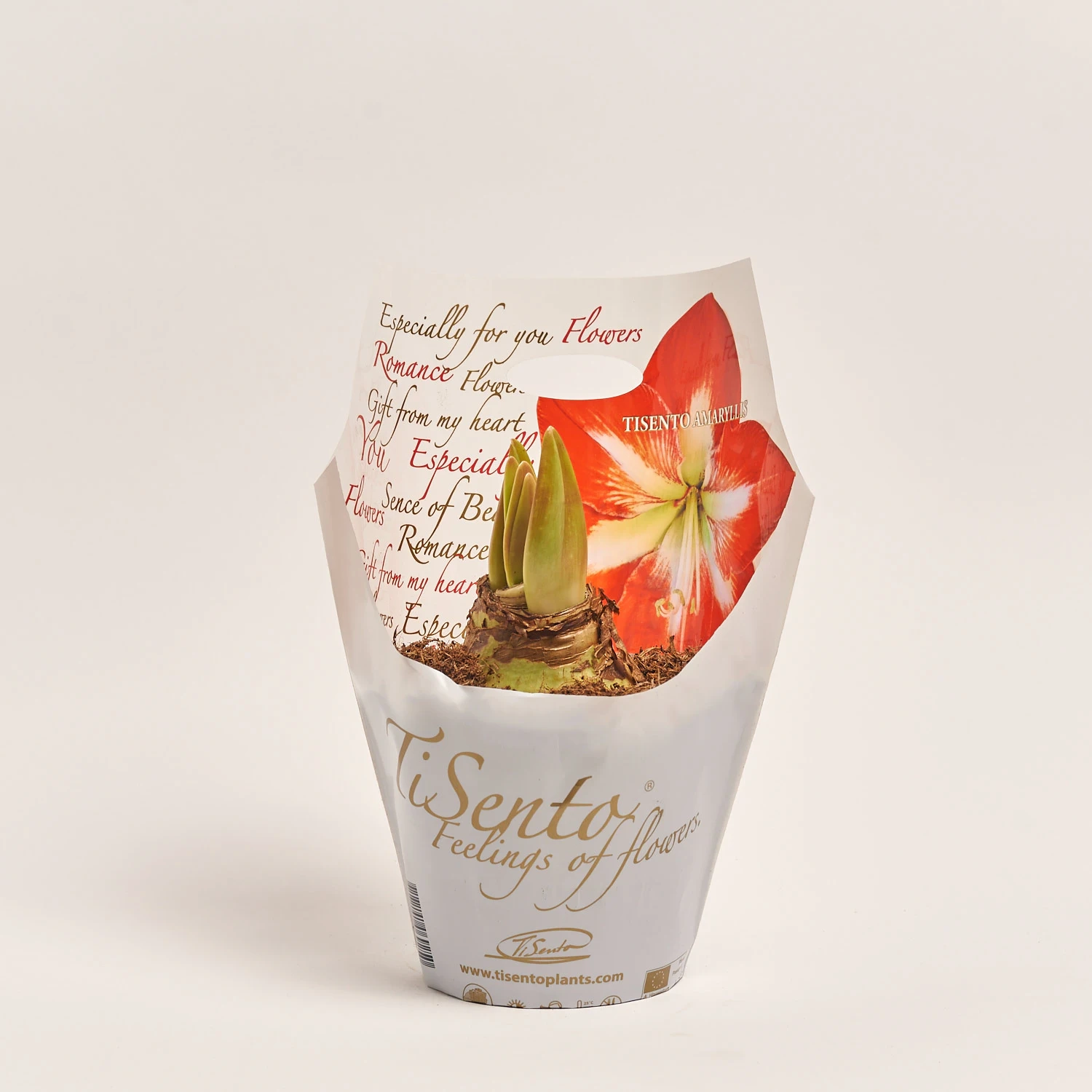 Зображення товару Амариліс мікс, артикул: 3601