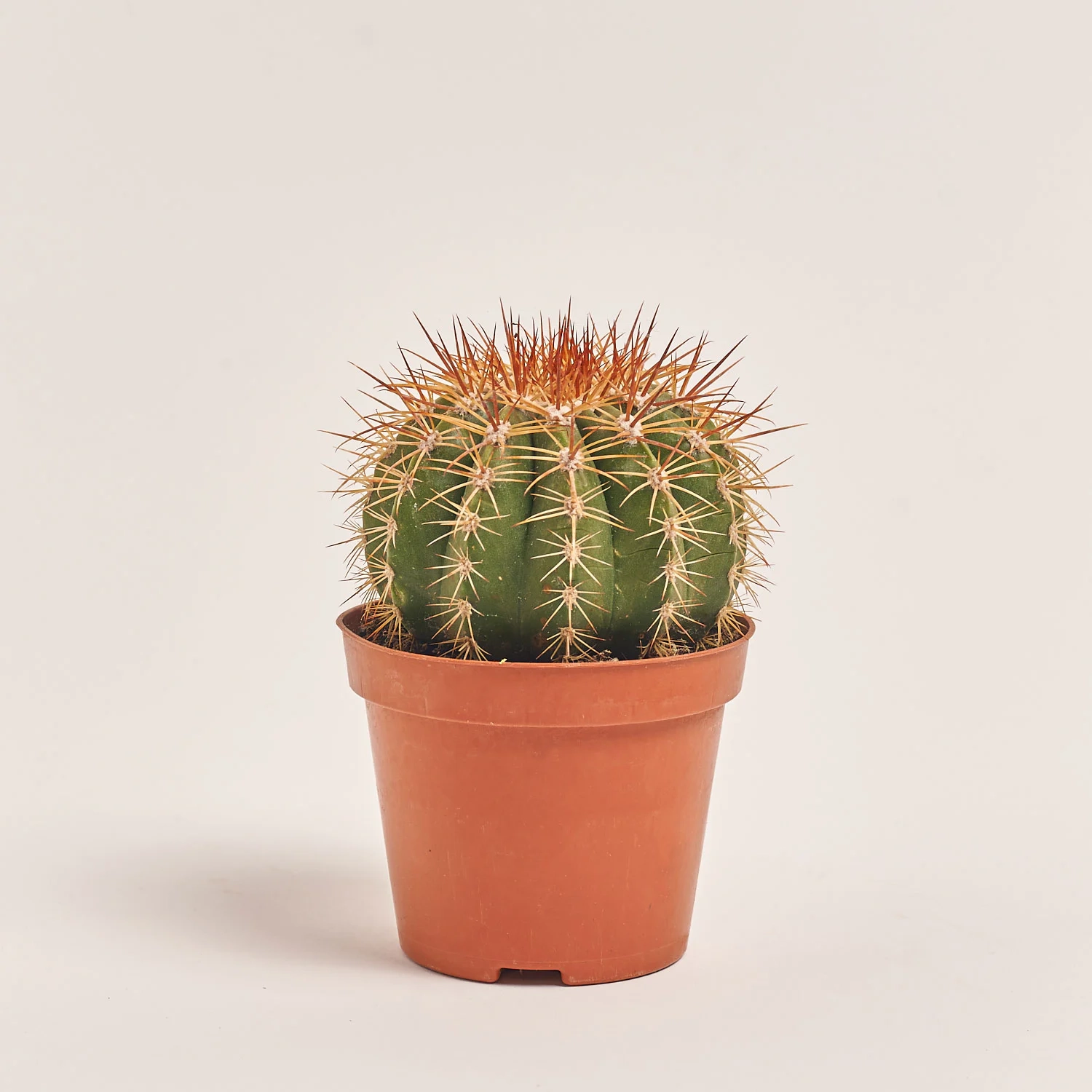 Зображення товару Кактус Бол мікс, артикул: 55000