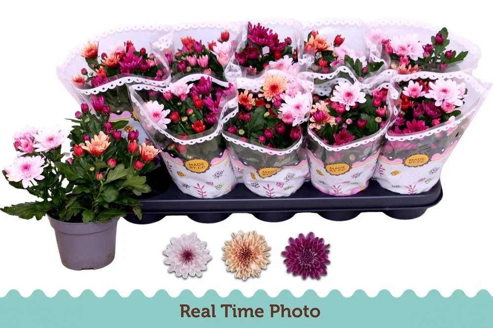 Хризантема мікс у горщ., артикул: 57188 Зображення товару Хризантема мікс у горщ., артикул: 57188