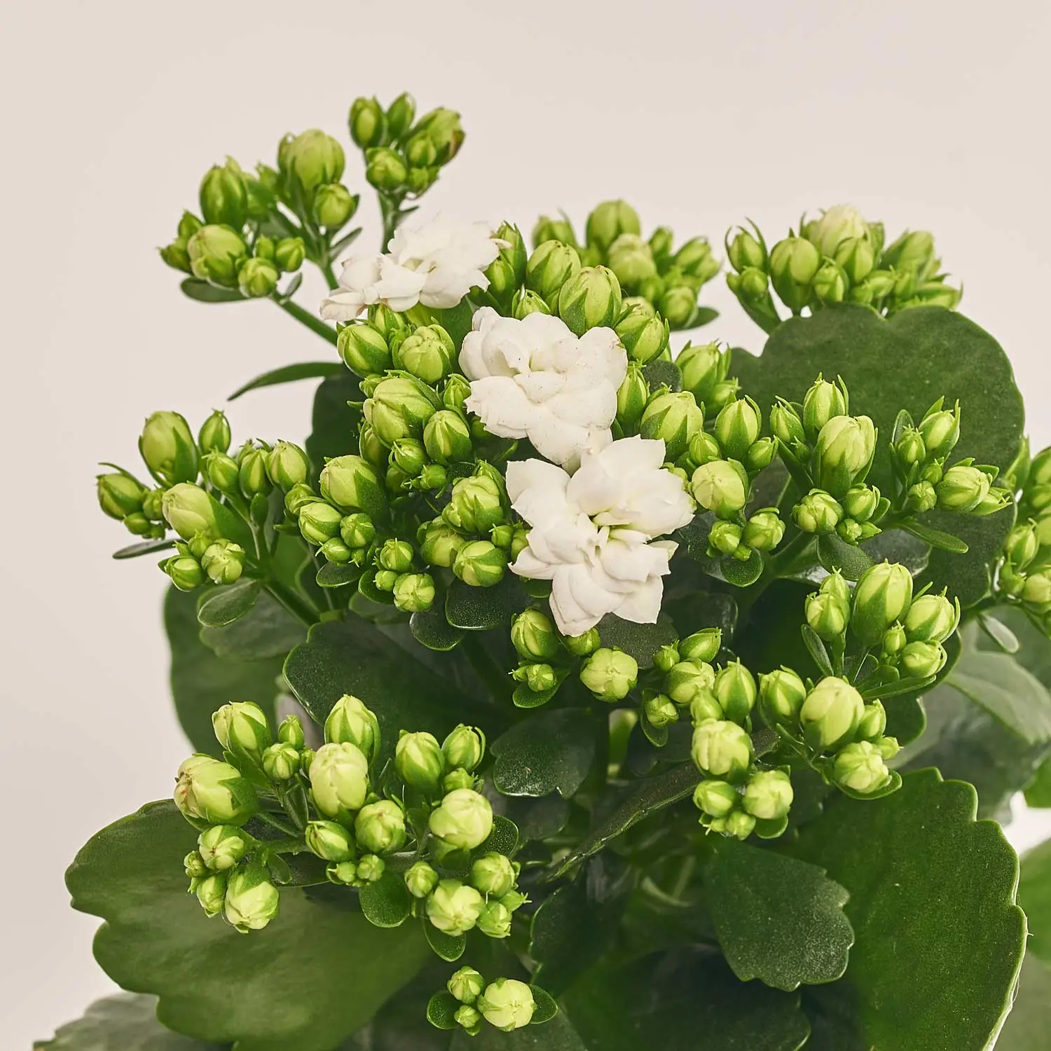 Зображення товару Каланхоє мікс, артикул: 1246