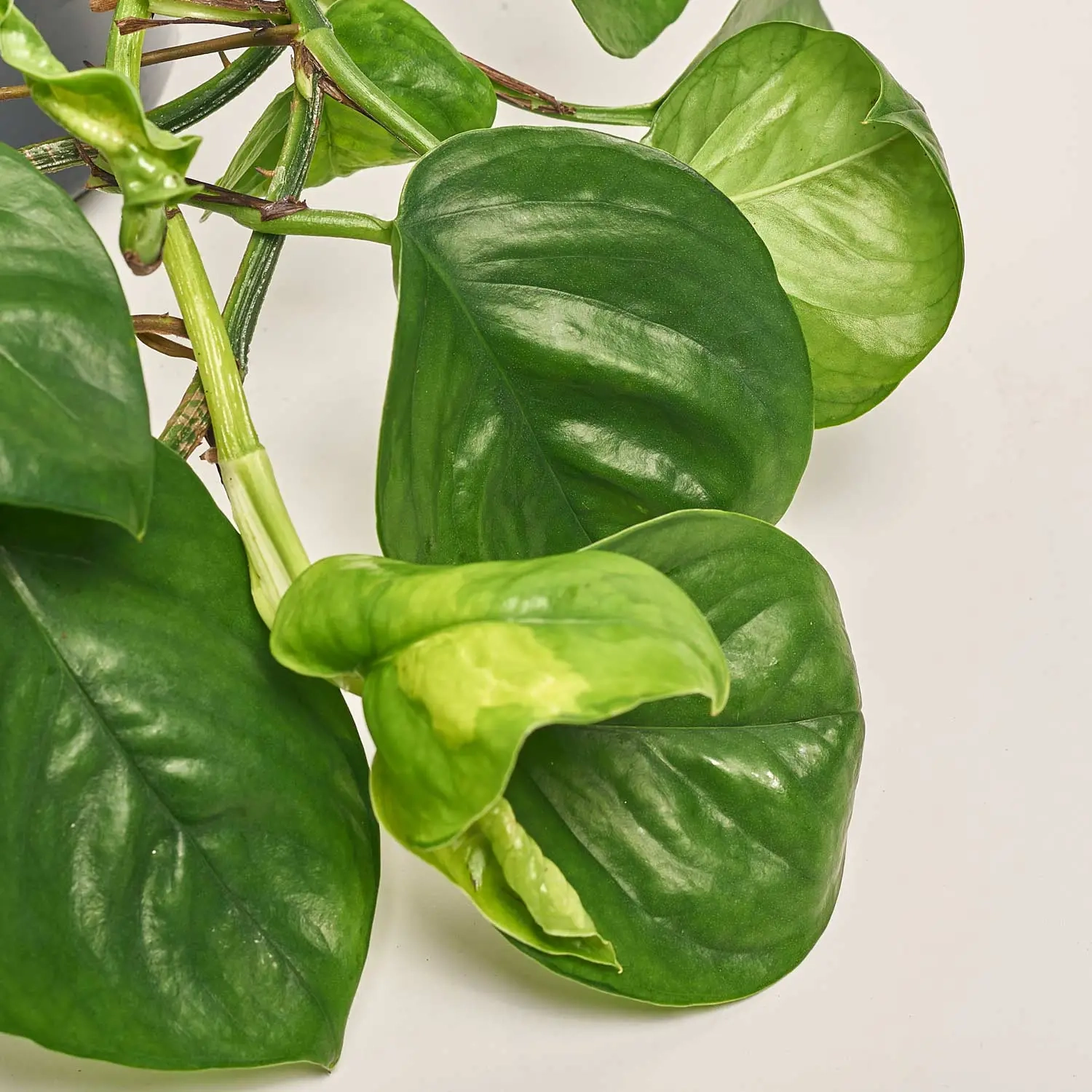 Зображення товару Епіпремнум Глобал Грін, артикул: 53954