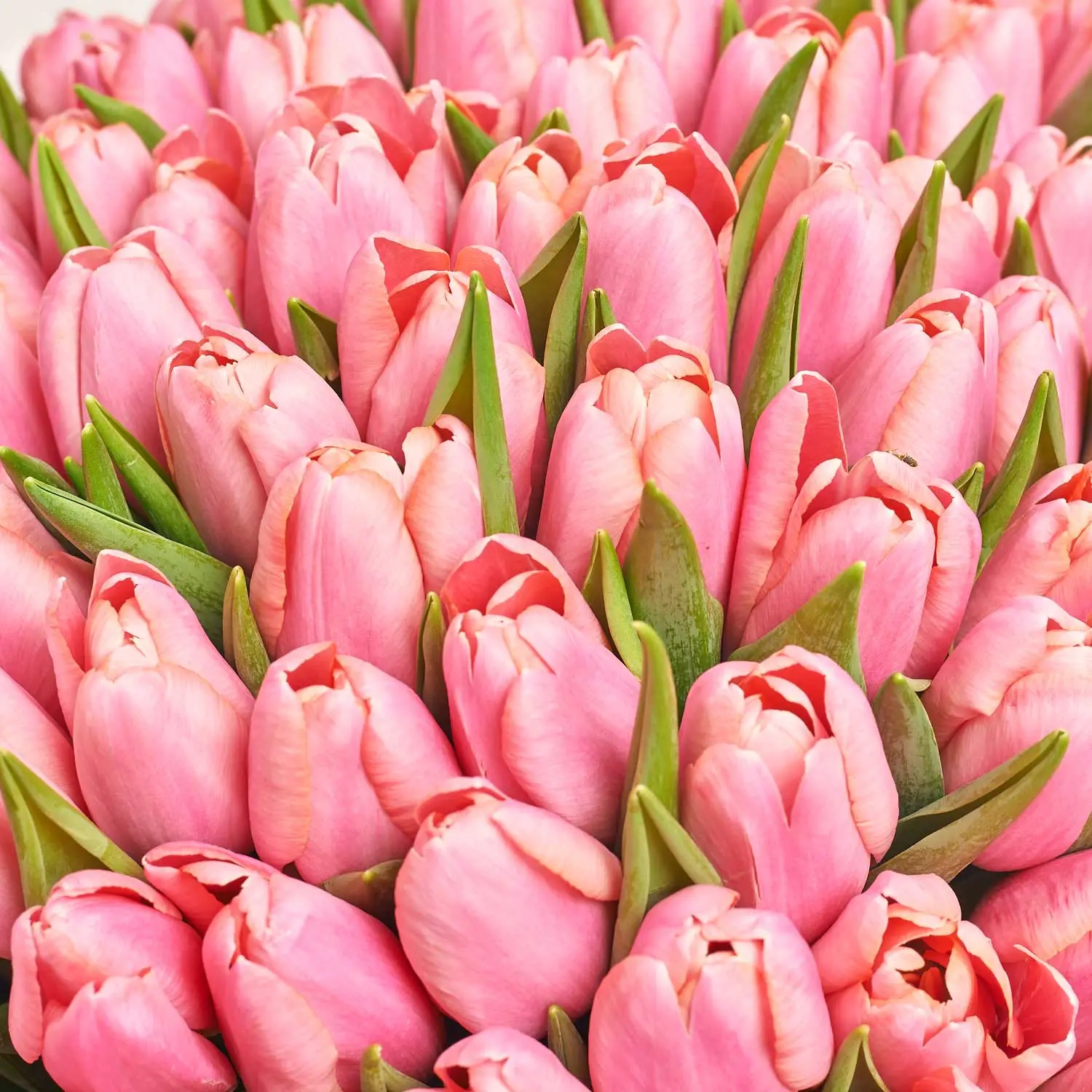 Зображення товару Букет 101 Рожевий Тюльпан F834, артикул: 56932