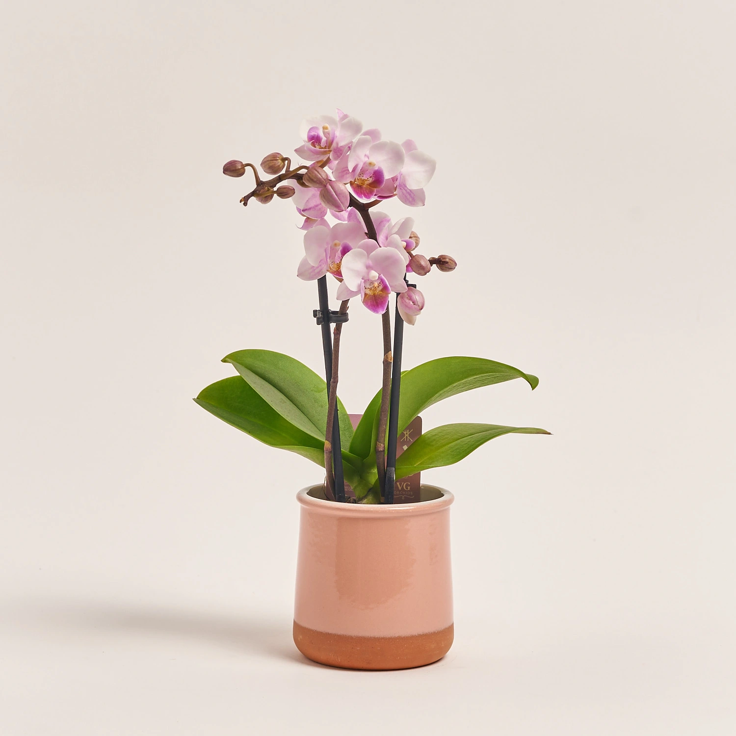 Зображення товару Фаленопсис міні в кер. 2ст., артикул: 1322