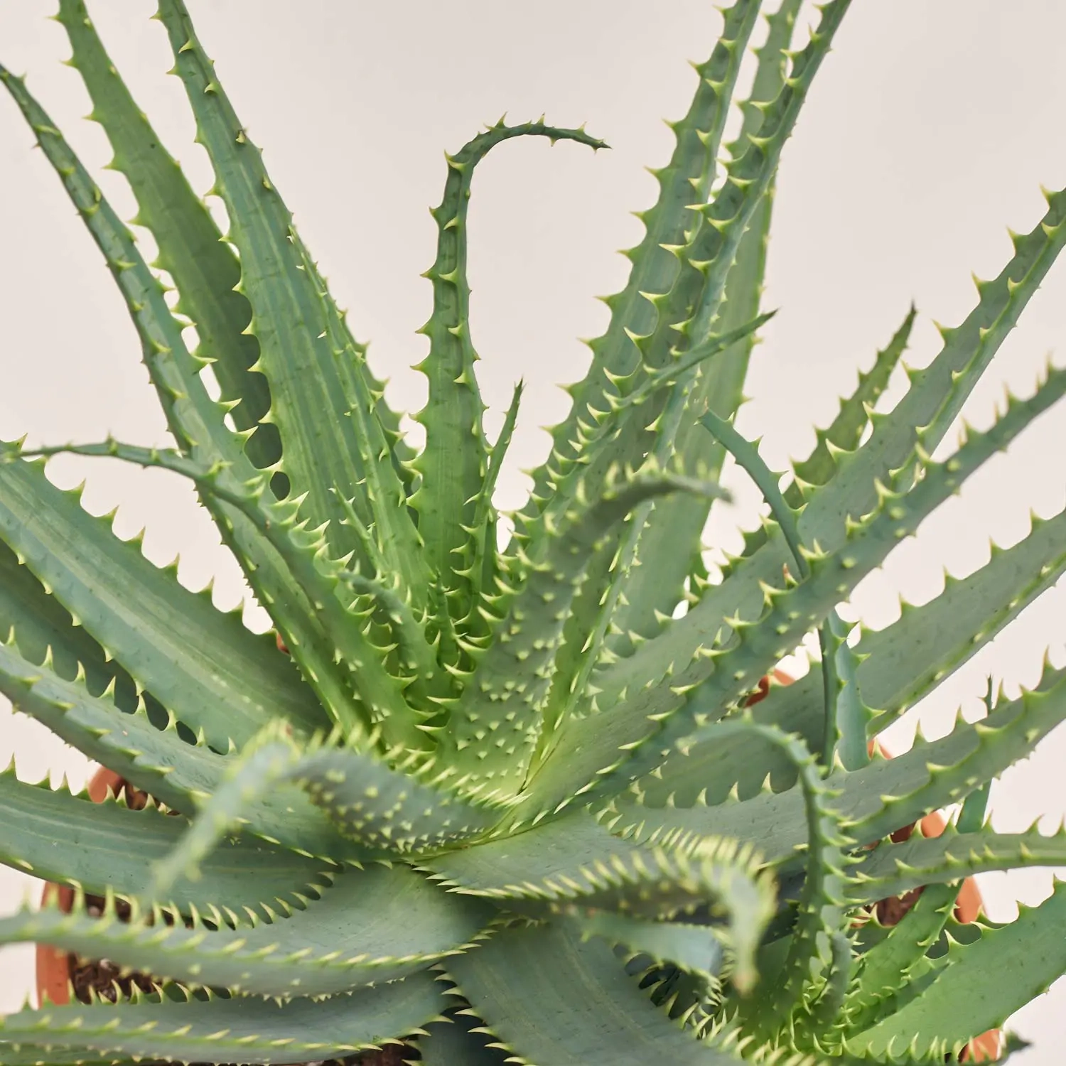 Зображення товару Алоє Арборесценс, артикул: 55308