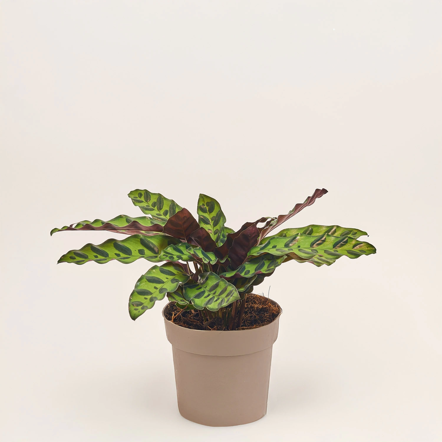 Зображення товару Калатея Ланцифолія, артикул: 52519