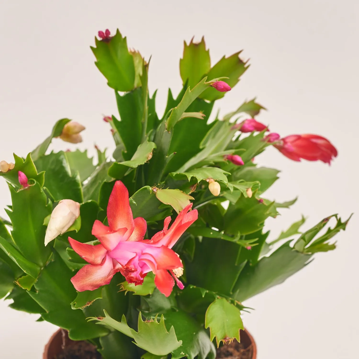 Зображення товару Шлюмбергера мікс, артикул: 41536