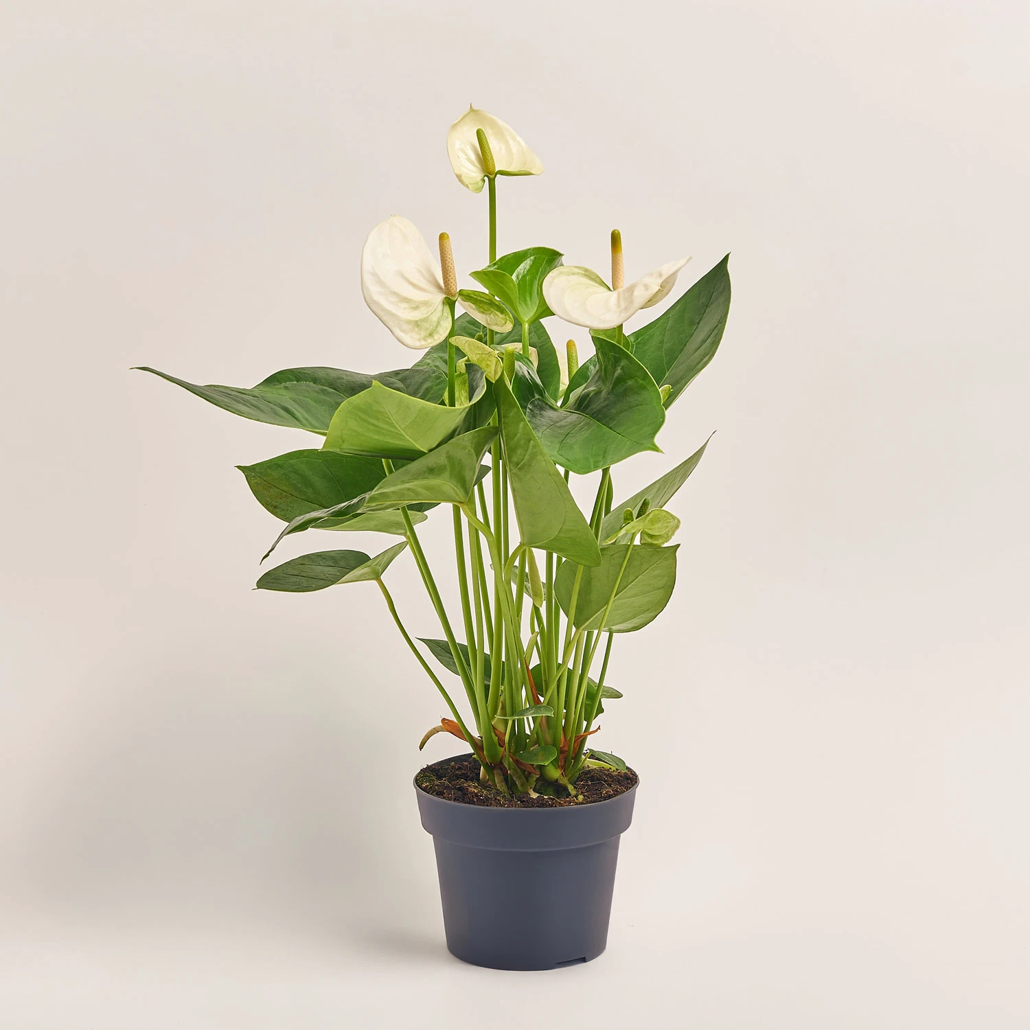 Зображення товару Антуріум Сіерра Вайт, артикул: 53688