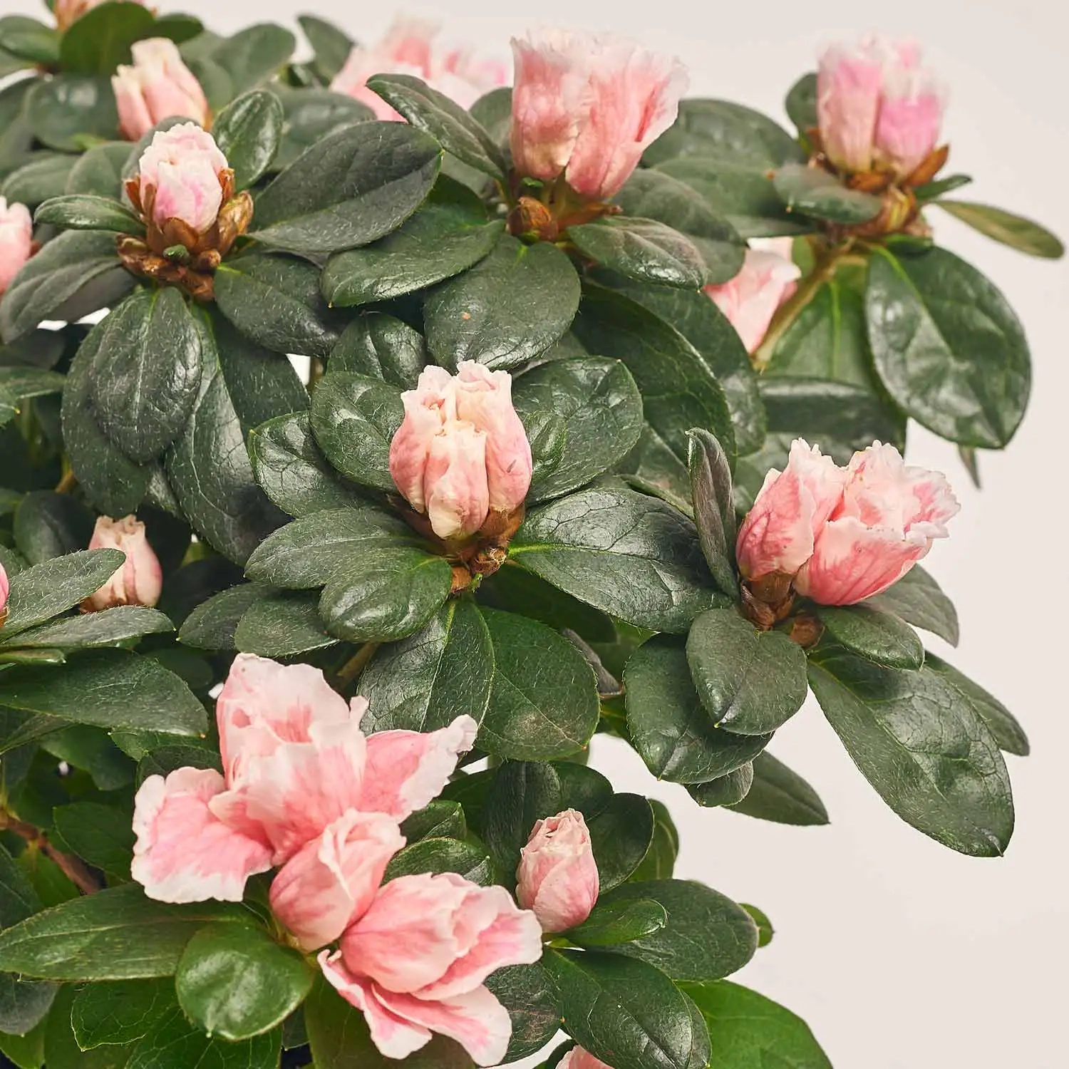 Азалія мікс, артикул: 27109 Зображення товару Азалія мікс, артикул: 27109