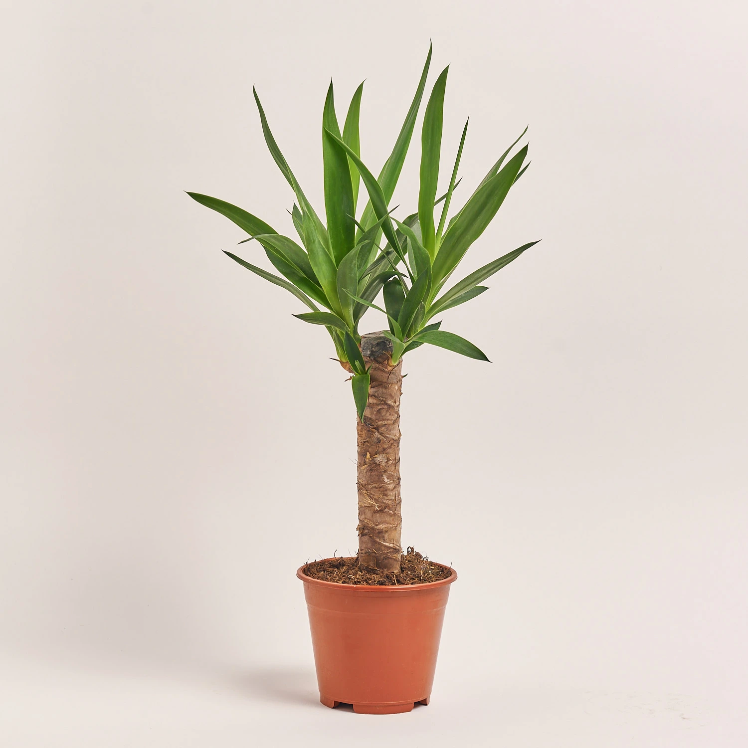 Юкка 1ст., артикул: 54996 Зображення товару Юкка 1ст., артикул: 54996