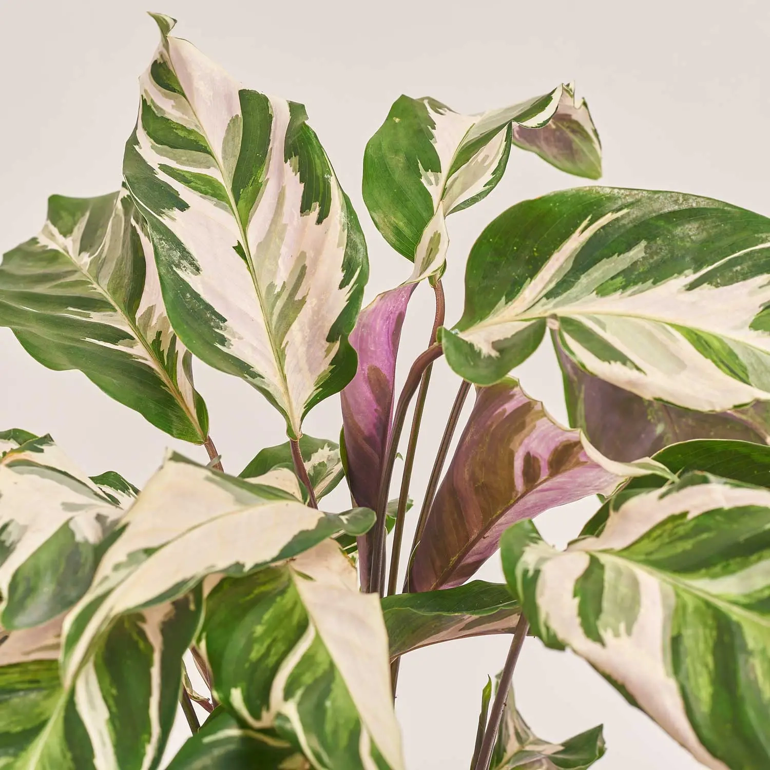 Калатея Ф'южн Вайт, артикул: 54044 Зображення товару Калатея Ф'южн Вайт, артикул: 54044