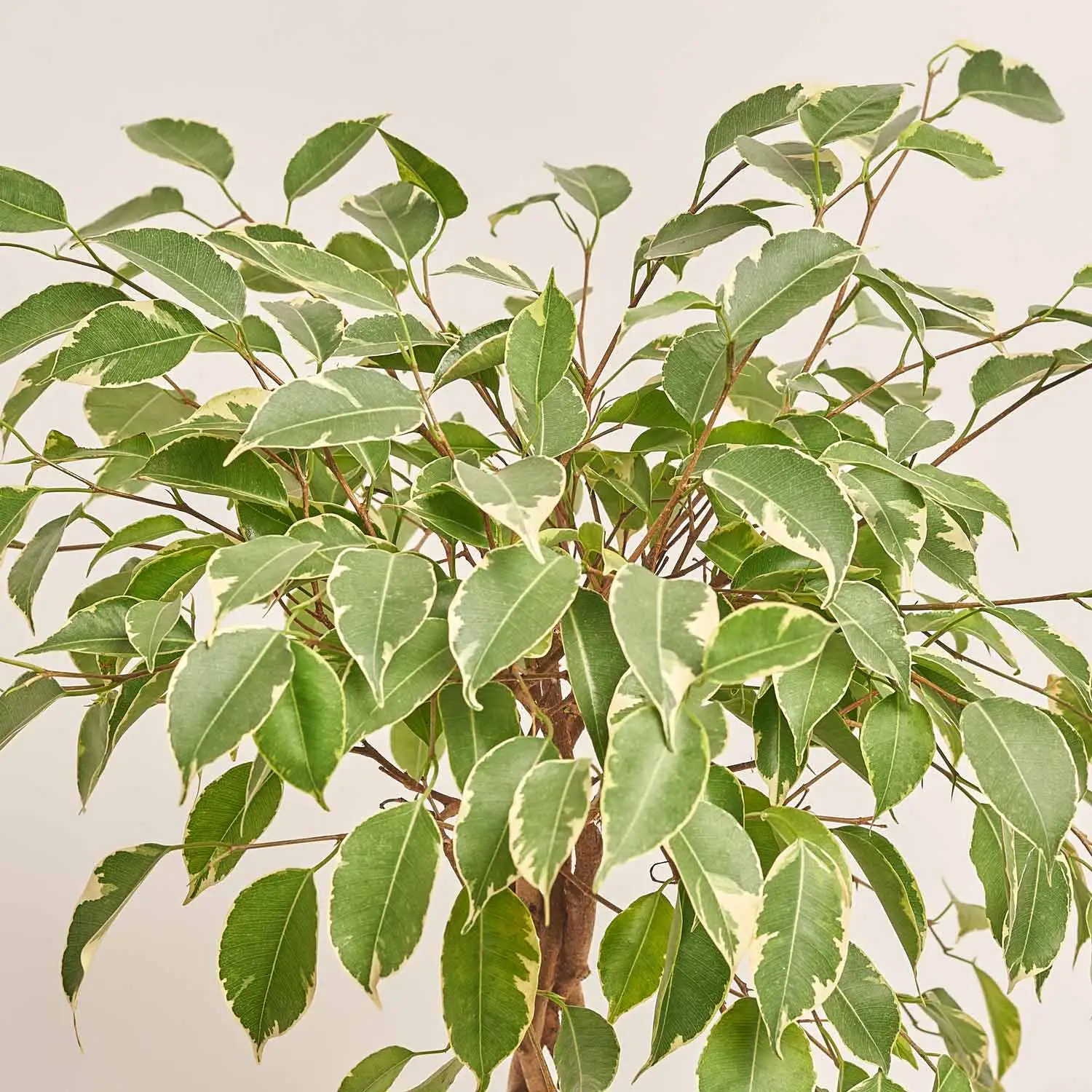 Зображення товару Фікус бе Голден Кінг, артикул: 29329