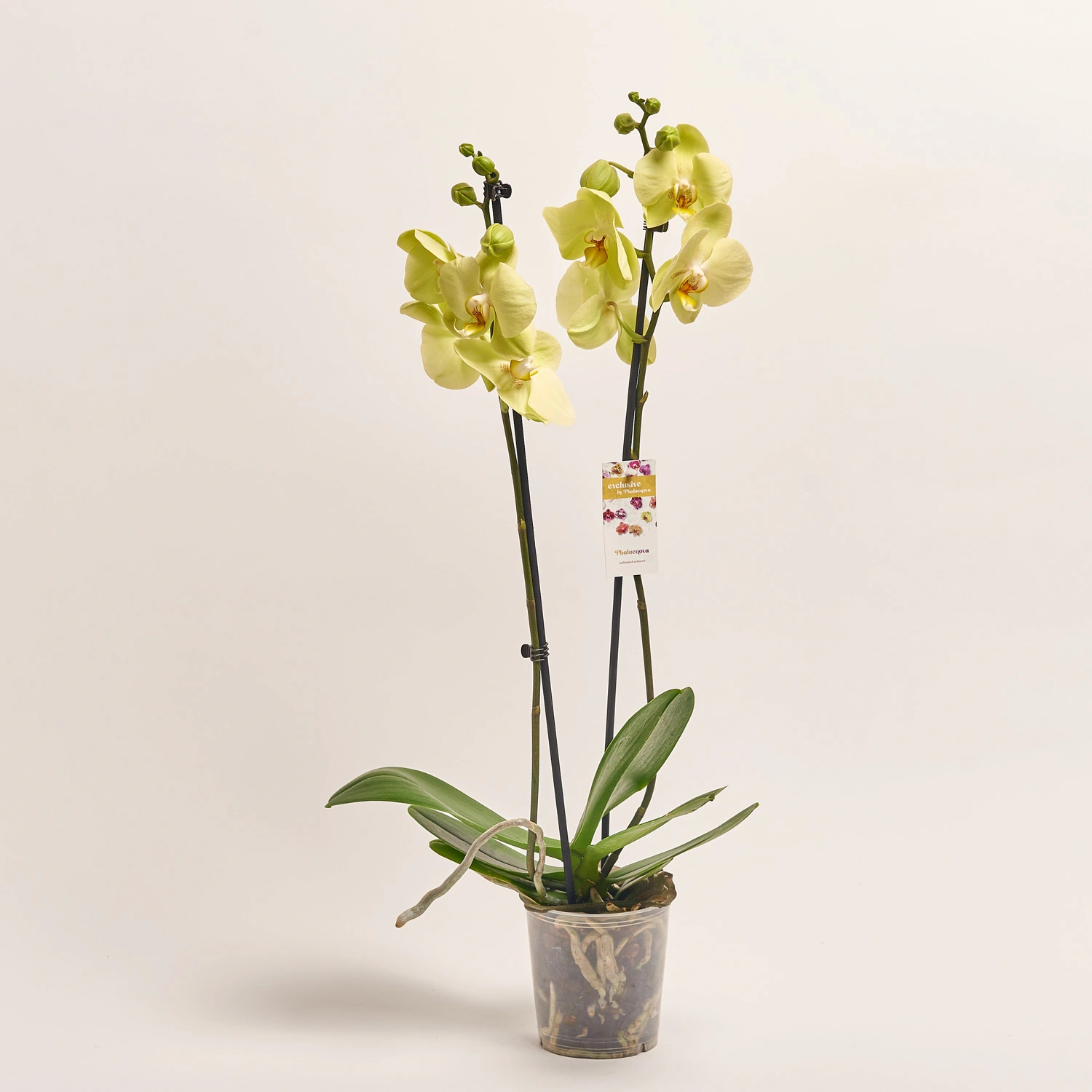 Зображення товару Фаленопсис 2ст. мікс, артикул: 19290