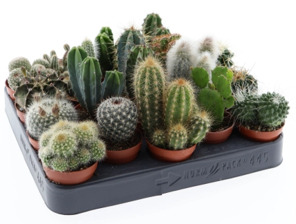 Зображення товару Кактус мікс, артикул: 53330