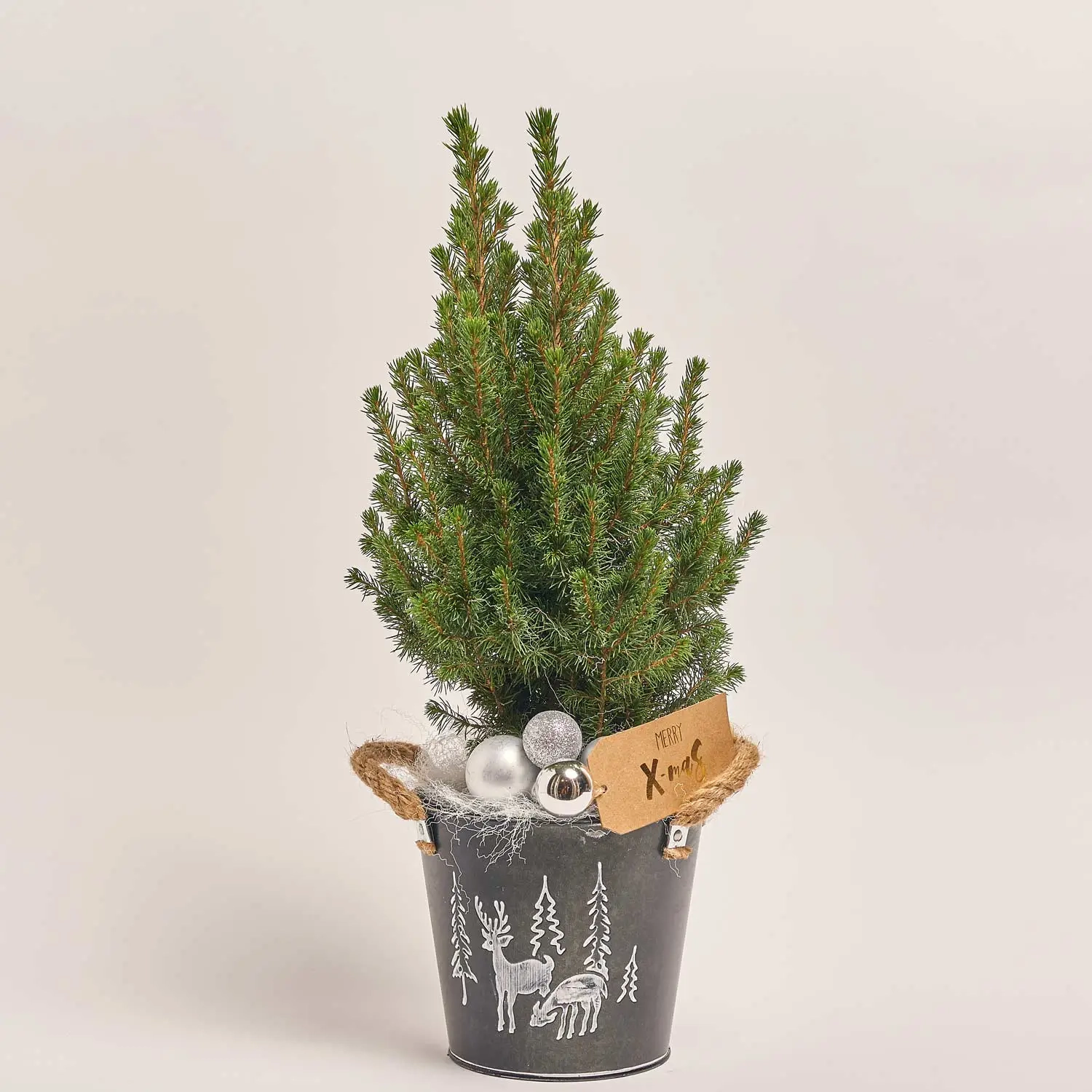 Зображення товару Ялина Магніфік в кер., артикул: 53957