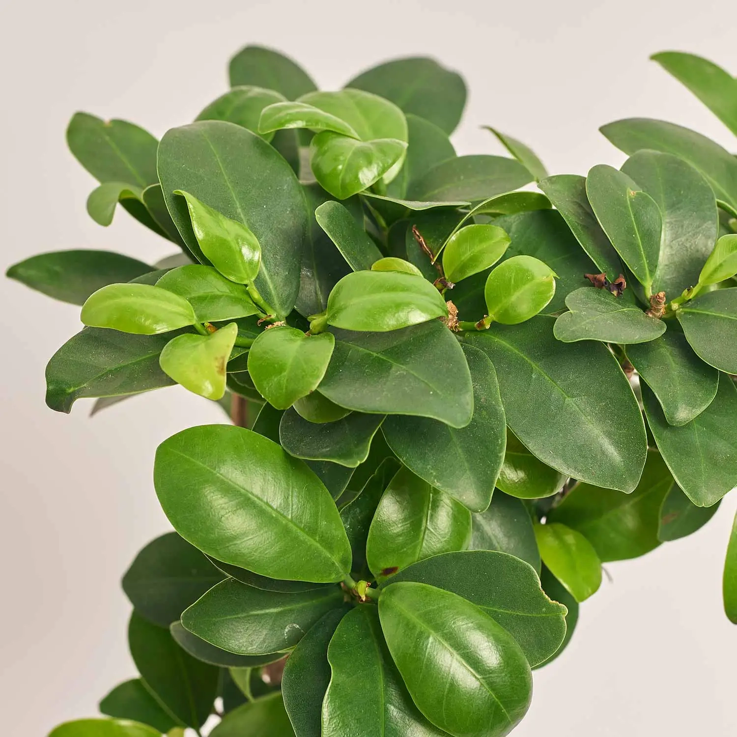 Зображення товару Фікус мікрокарпа Гінсенг в кер., артикул: 30603