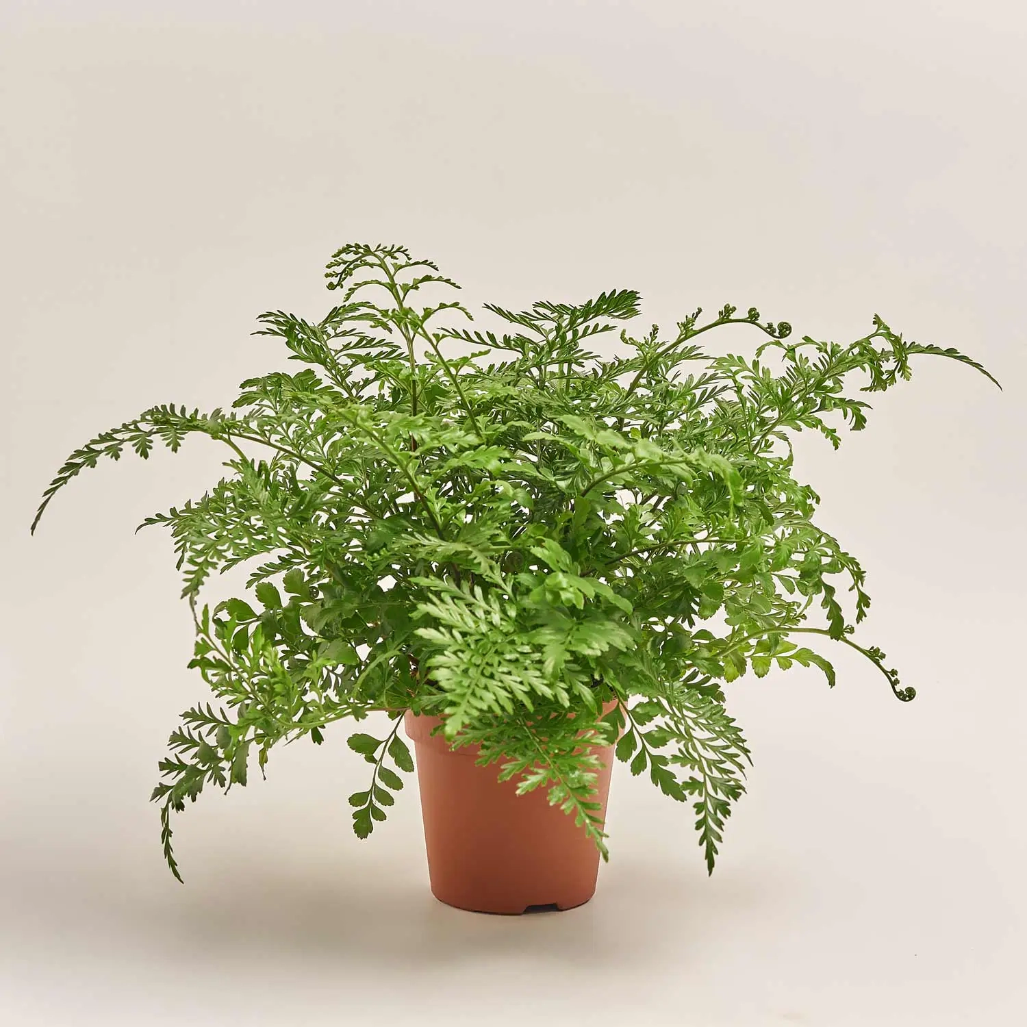 Аспленіум Парваті, артикул: 50876 Зображення товару Аспленіум Парваті, артикул: 50876