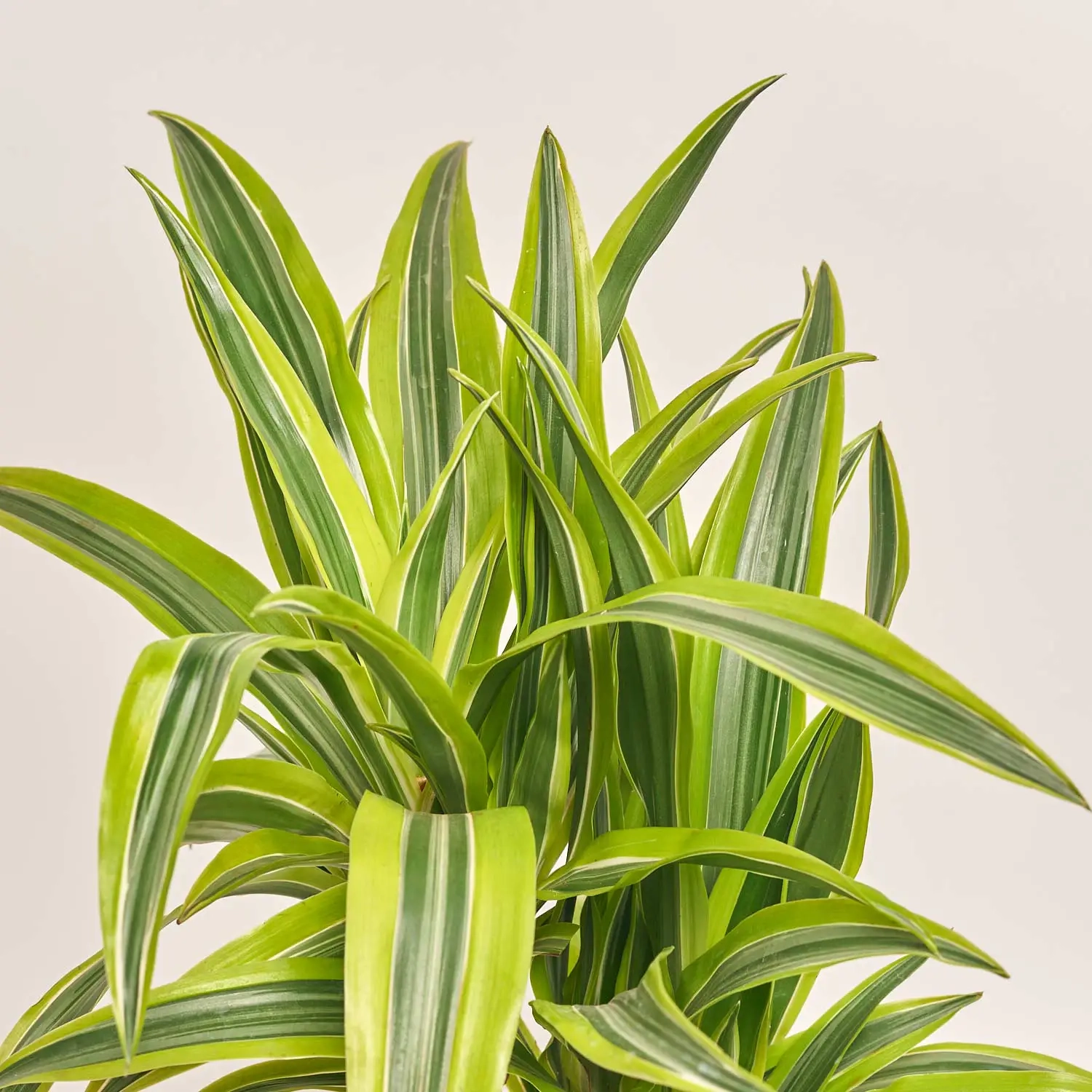 Зображення товару Драцена Лемон Лайм 2ст., артикул: 18140