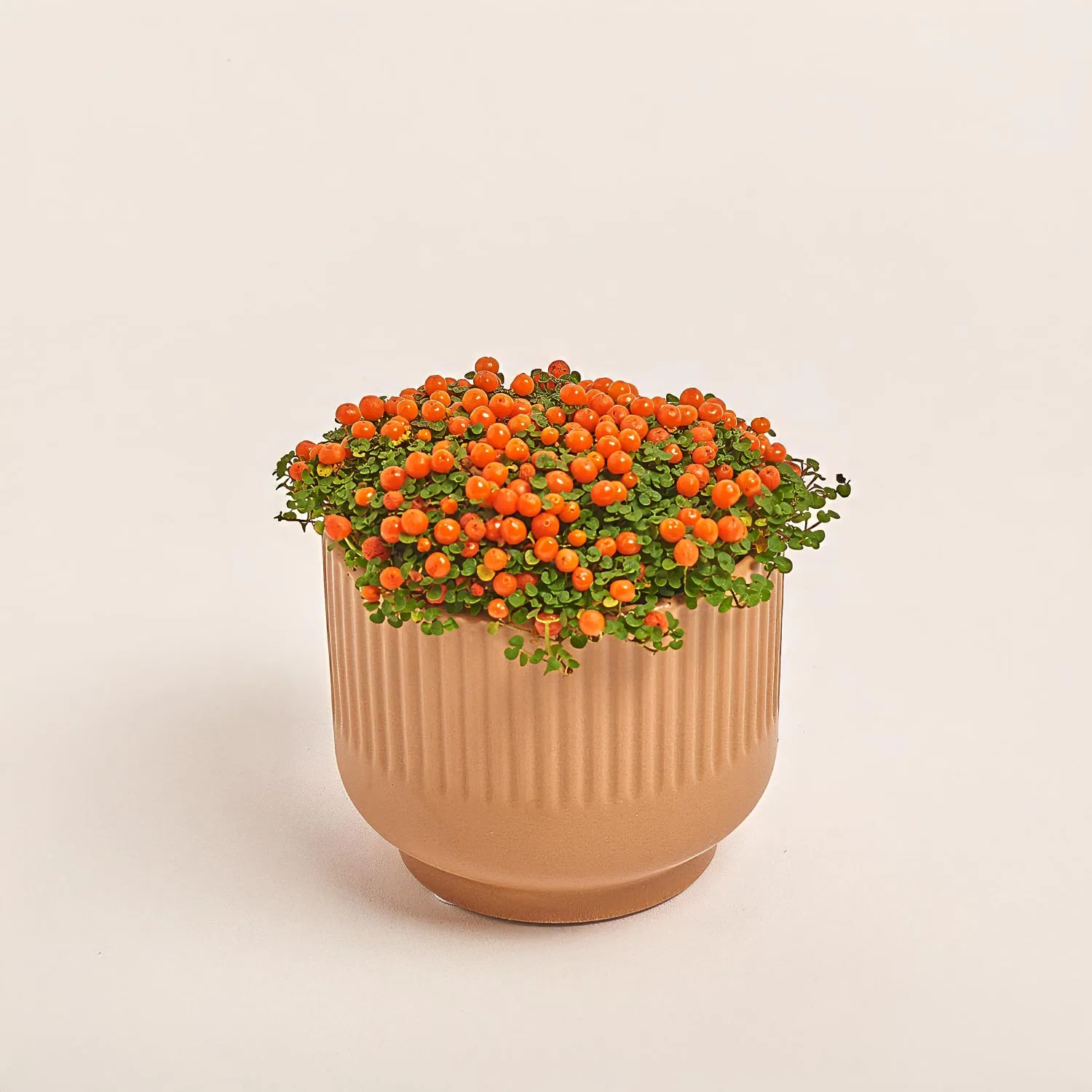 Нертера мікс в кер., артикул: 52007 Зображення товару Нертера мікс в кер., артикул: 52007