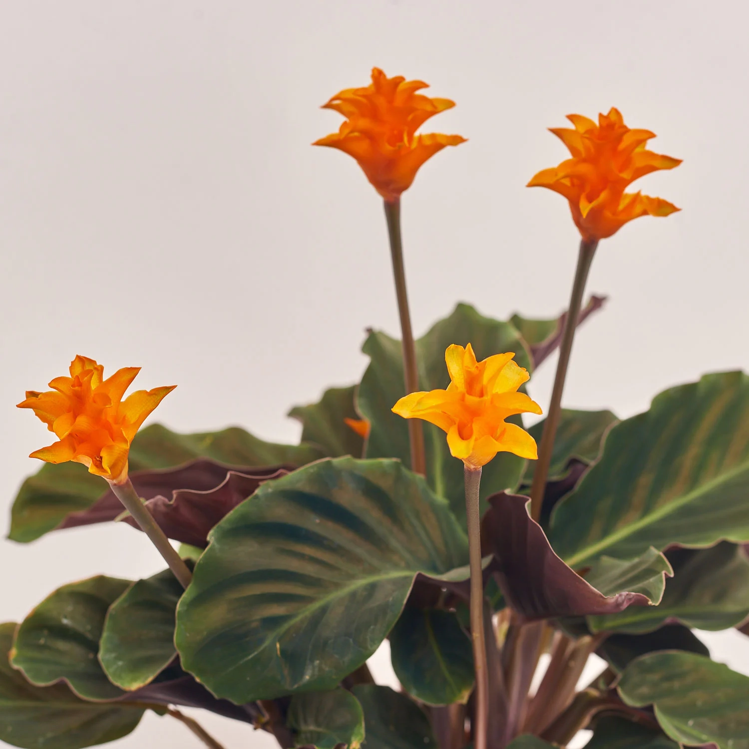 Калатея Кроката в кер., артикул: 55607 Зображення товару Калатея Кроката в кер., артикул: 55607