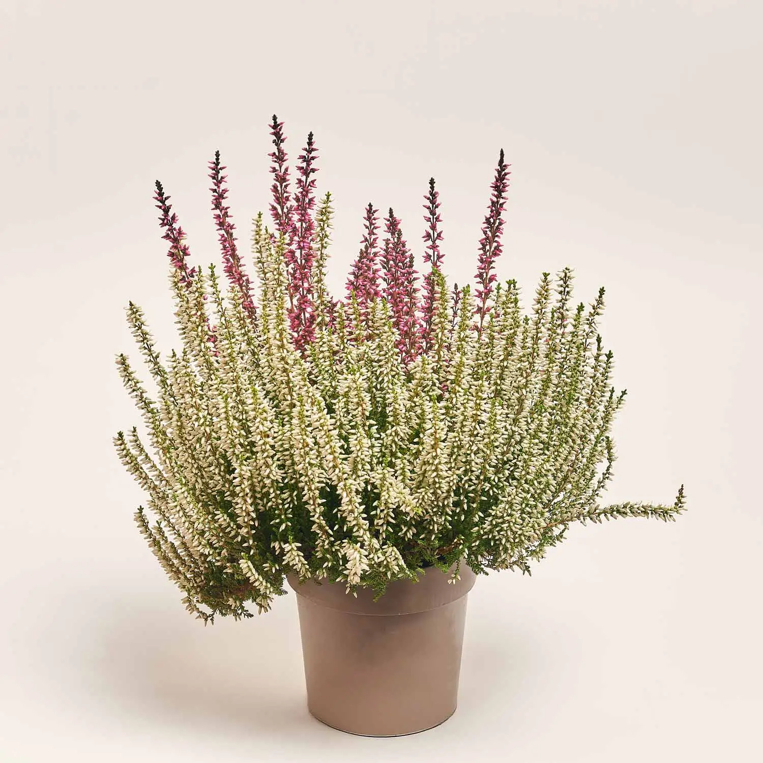 Зображення товару Калуна біколор, артикул: 42172