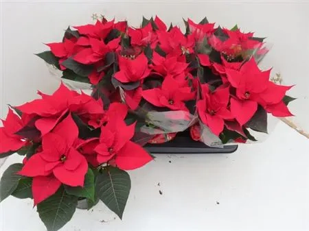 Пуансетія Крісмас Юніверс, артикул: 54365 Зображення товару Пуансетія Крісмас Юніверс, артикул: 54365
