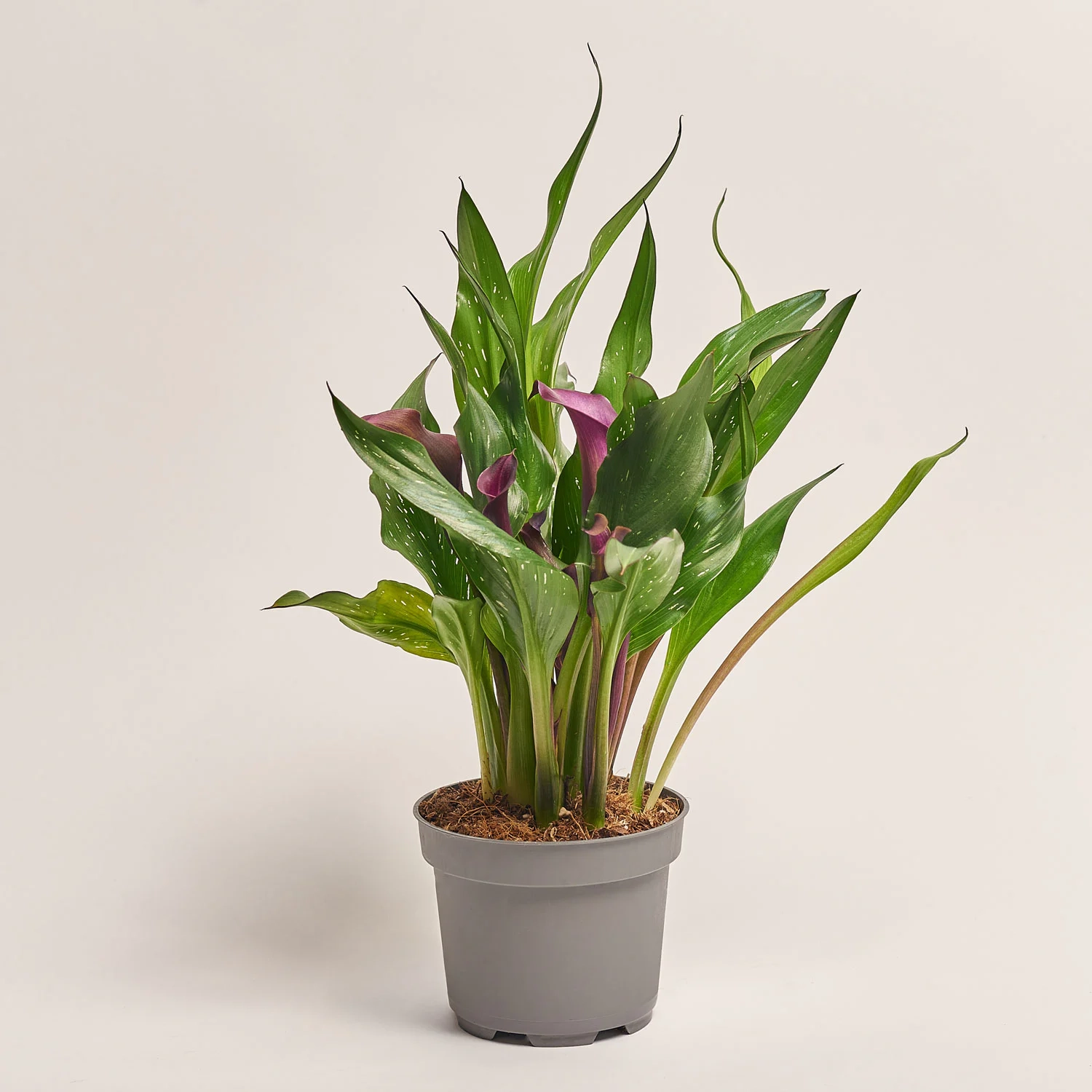 Зображення товару Зантедескія мікс, артикул: 21221