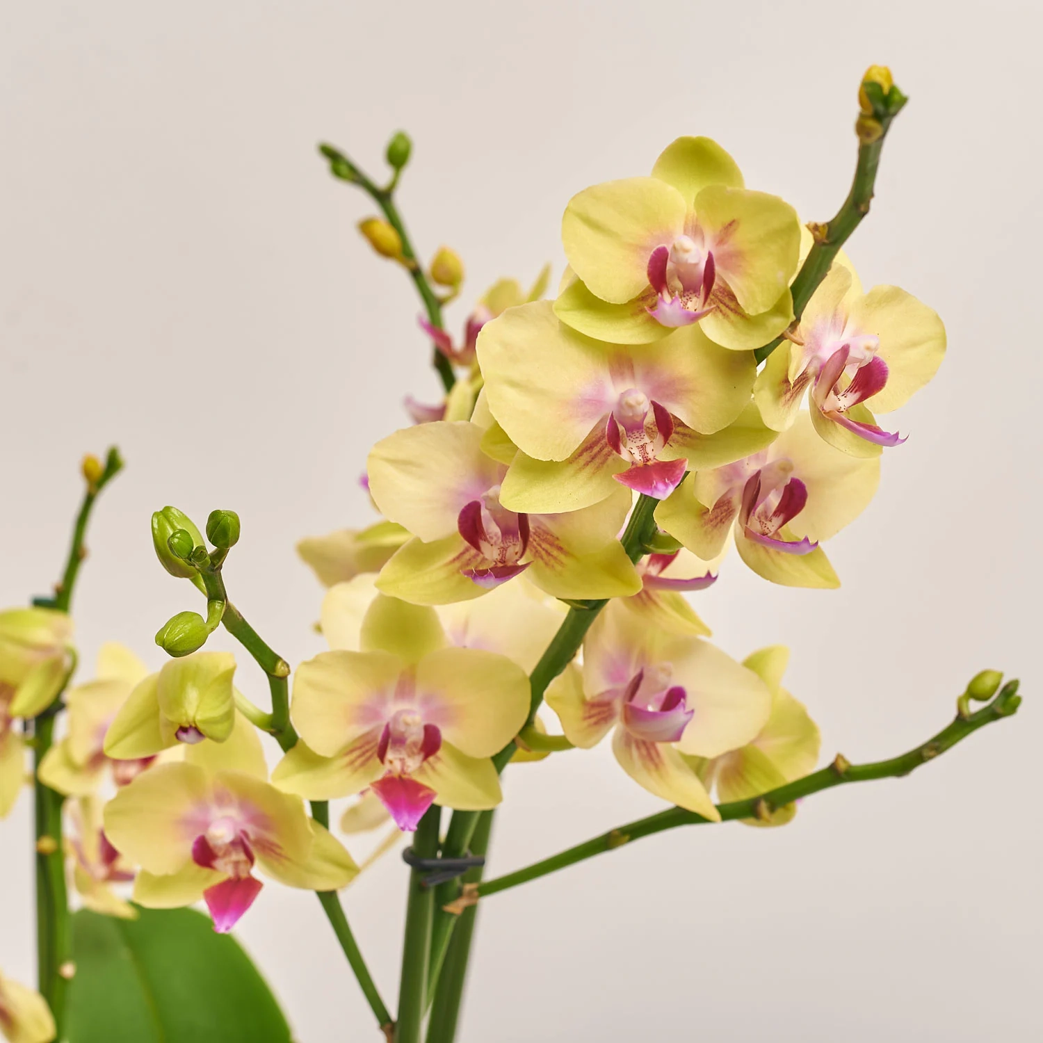 Фаленопсис та Кашпо Сет 508, артикул: 53341 Зображення товару Фаленопсис та Кашпо Сет 508, артикул: 53341