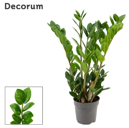 Зображення товару Заміокулькас Ліма 5ст., артикул: 57469