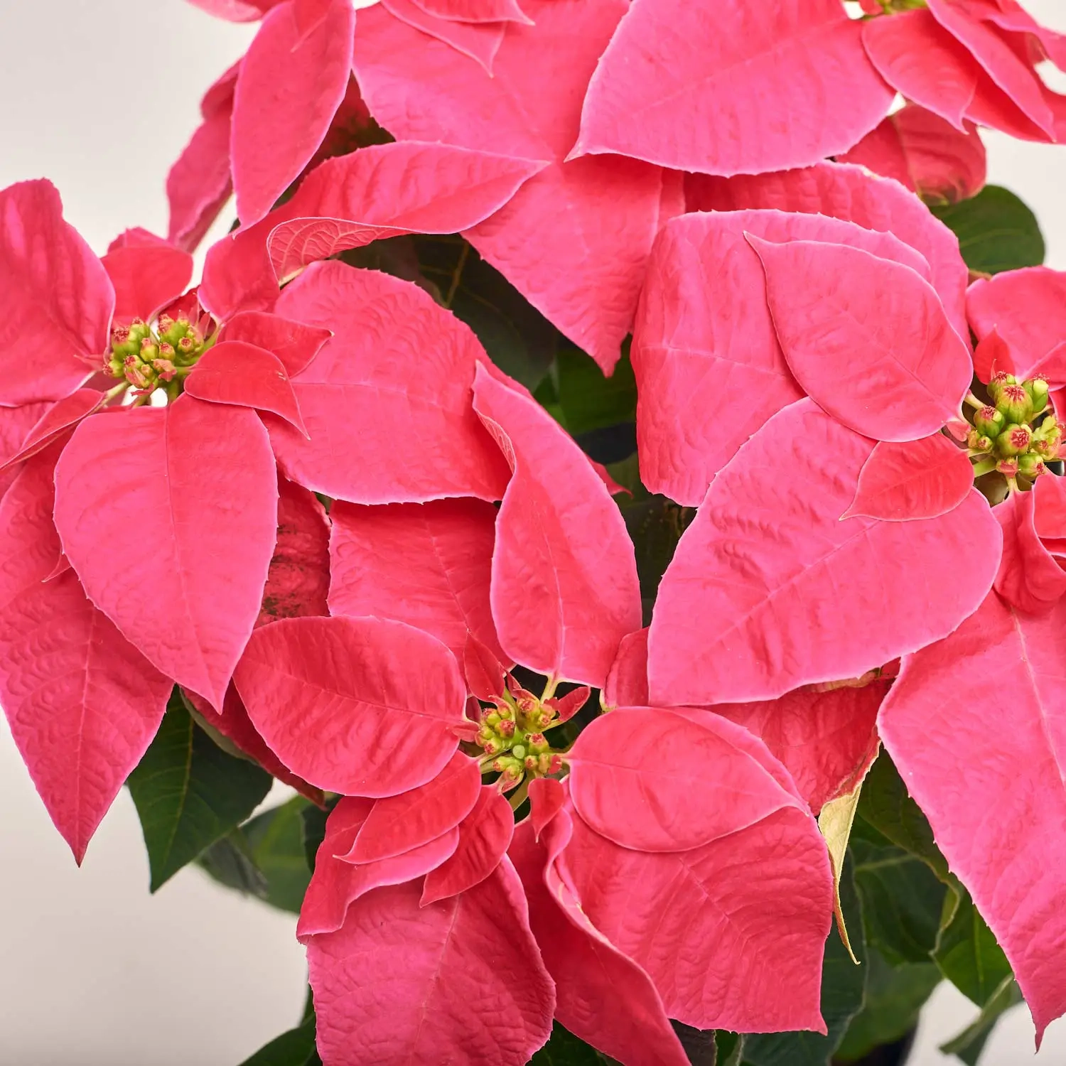 Пуансетія Прінцес Пінк, артикул: 16754 Зображення товару Пуансетія Прінцес Пінк, артикул: 16754