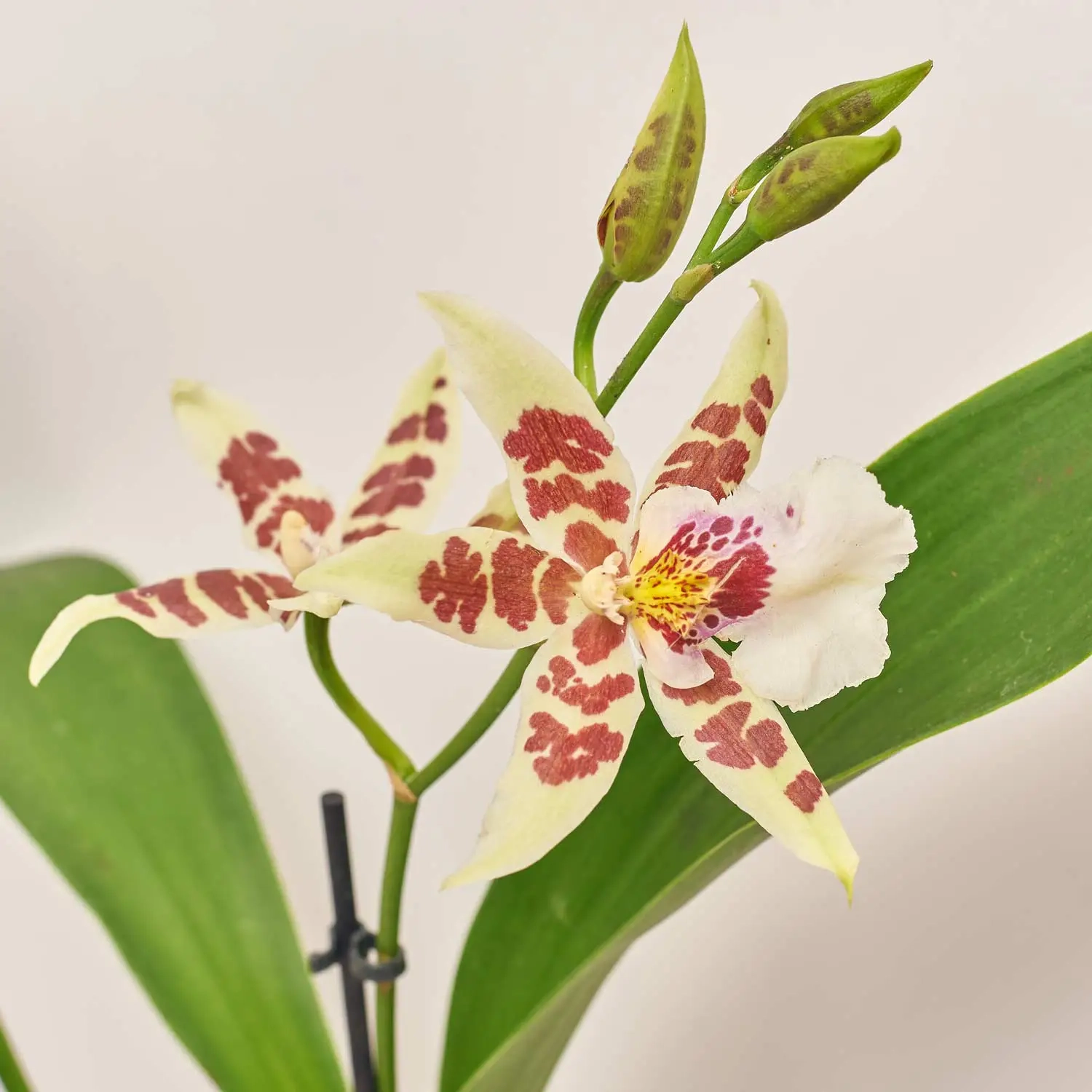 Орхідні мікс 2ст., артикул: 51793 Зображення товару Орхідні мікс 2ст., артикул: 51793