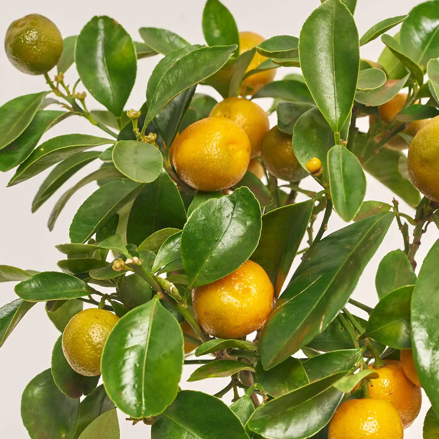 Зображення товару Цитрофортунелла Мандарин та Кашпо Сет 511, артикул: 53344