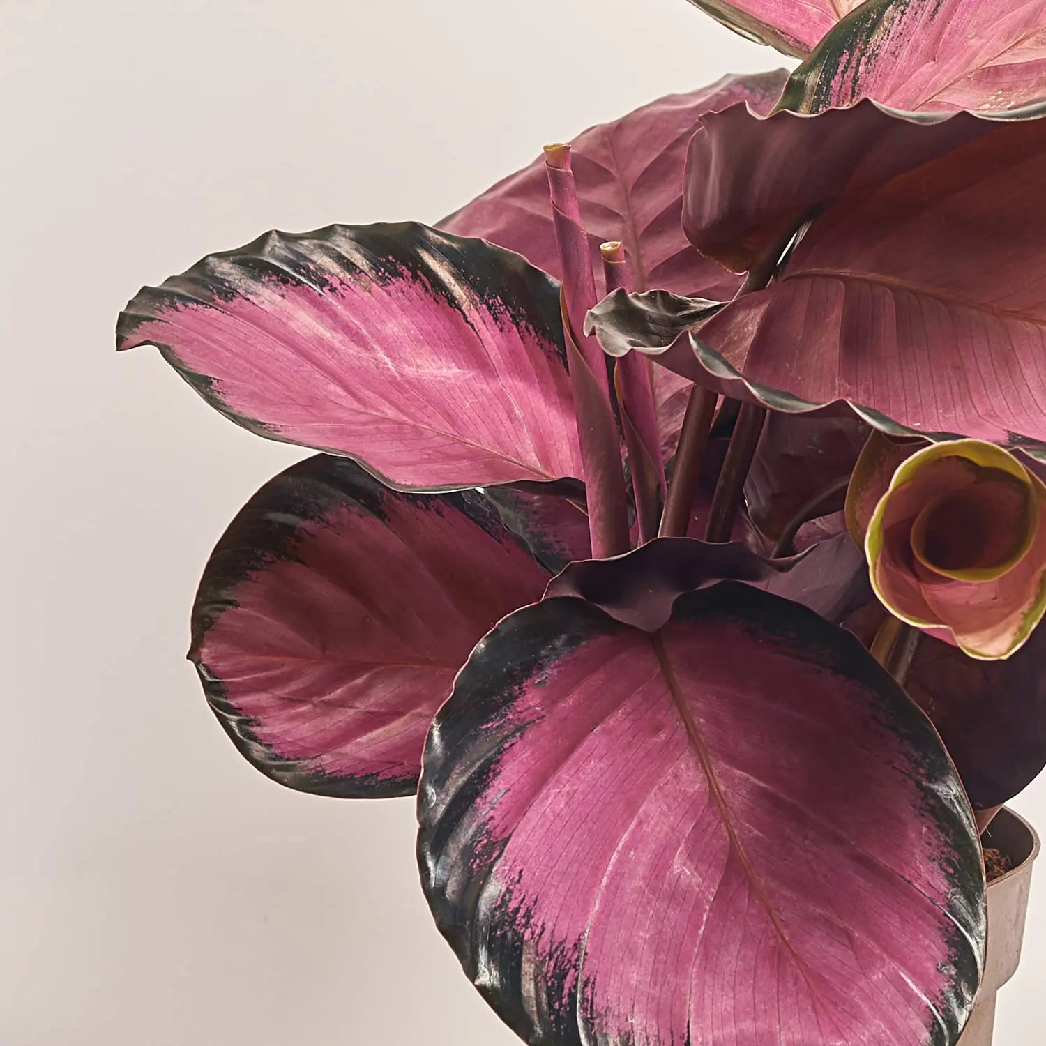 Калатея мікс, артикул: 18458 Зображення товару Калатея мікс, артикул: 18458