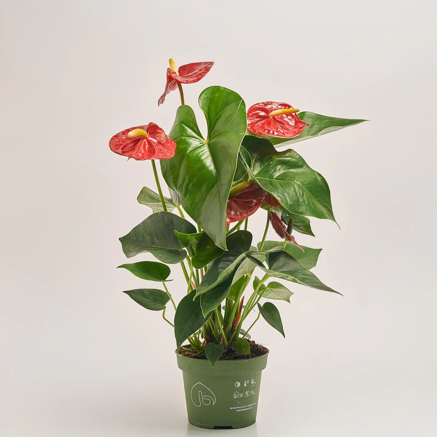 Зображення товару Антуріум Роял Чемпіон, артикул: 25850