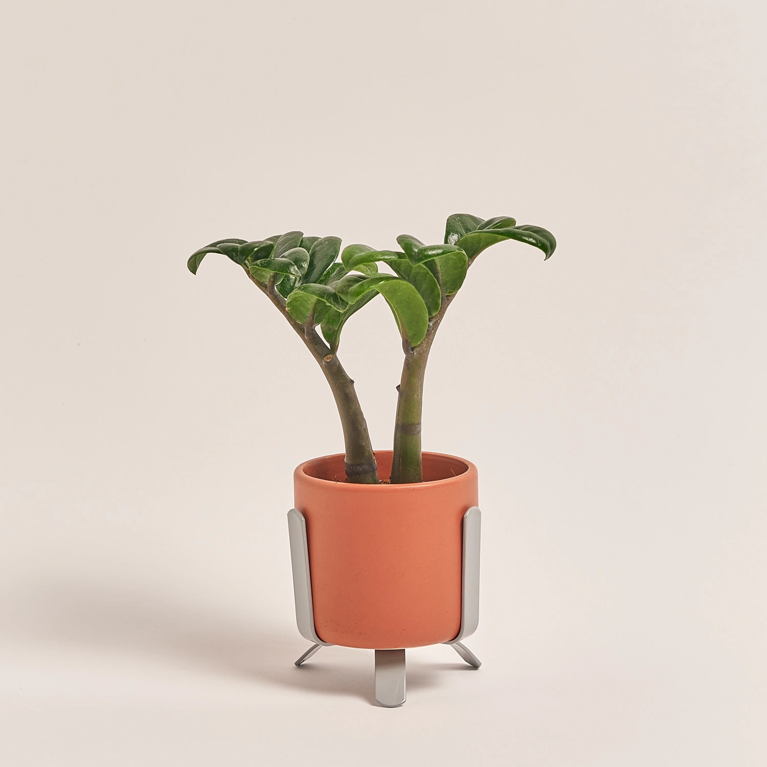 Заміокулькас Зензі "Лука" в кер., артикул: 49477 Зображення товару Заміокулькас Зензі "Лука" в кер., артикул: 49477