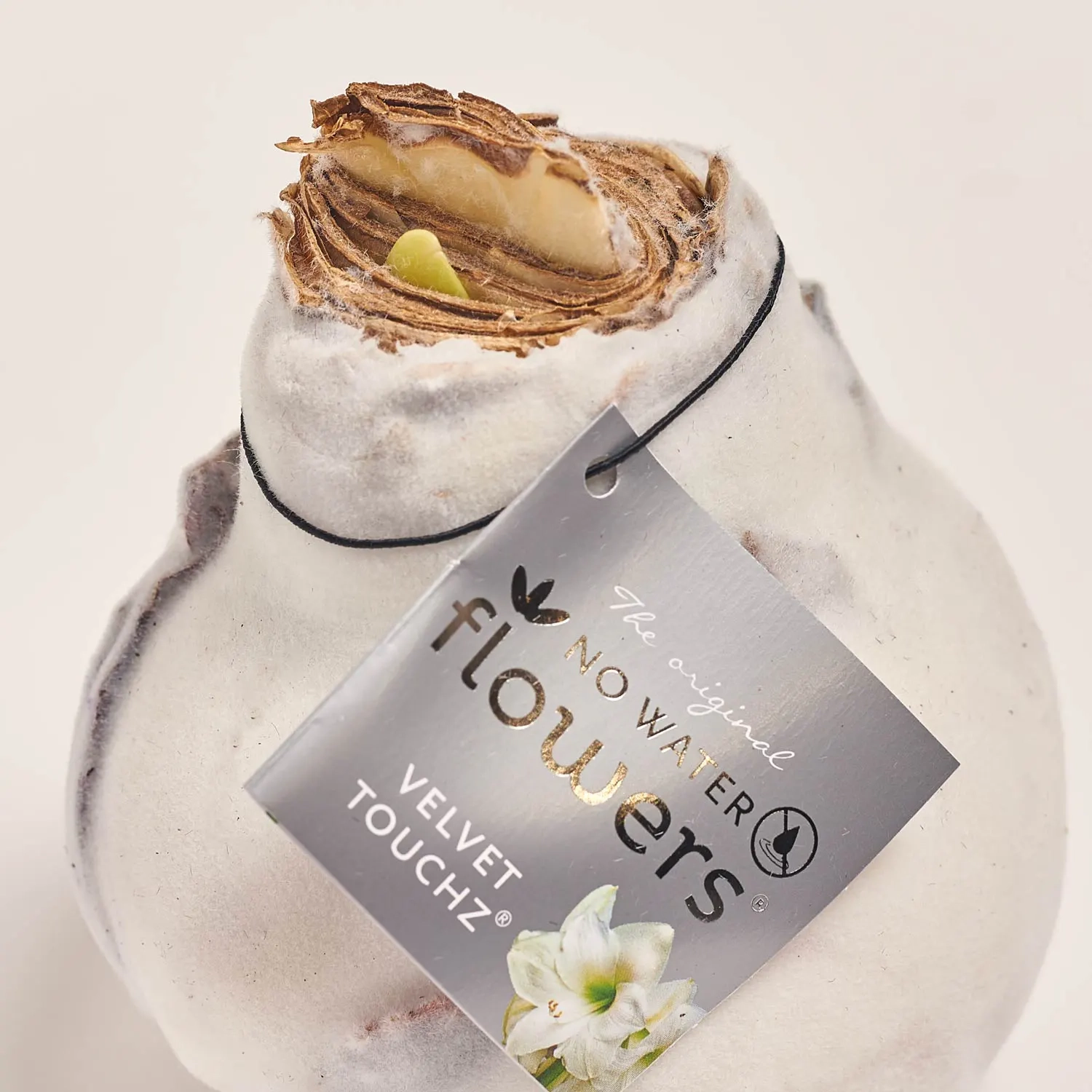 Зображення товару Амариліс "Вельвет Тач" мікс, артикул: 53628