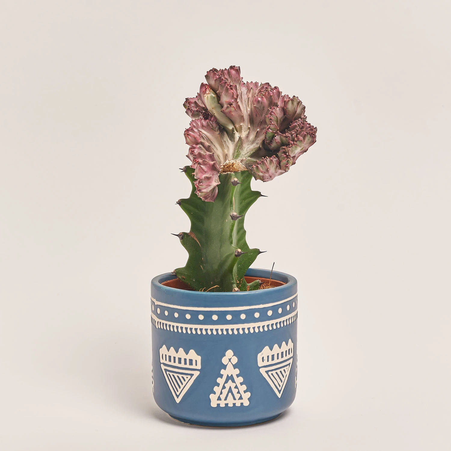 Еуфорбія Лактея Крістата в кер., артикул: 30796 Зображення товару Еуфорбія Лактея Крістата в кер., артикул: 30796