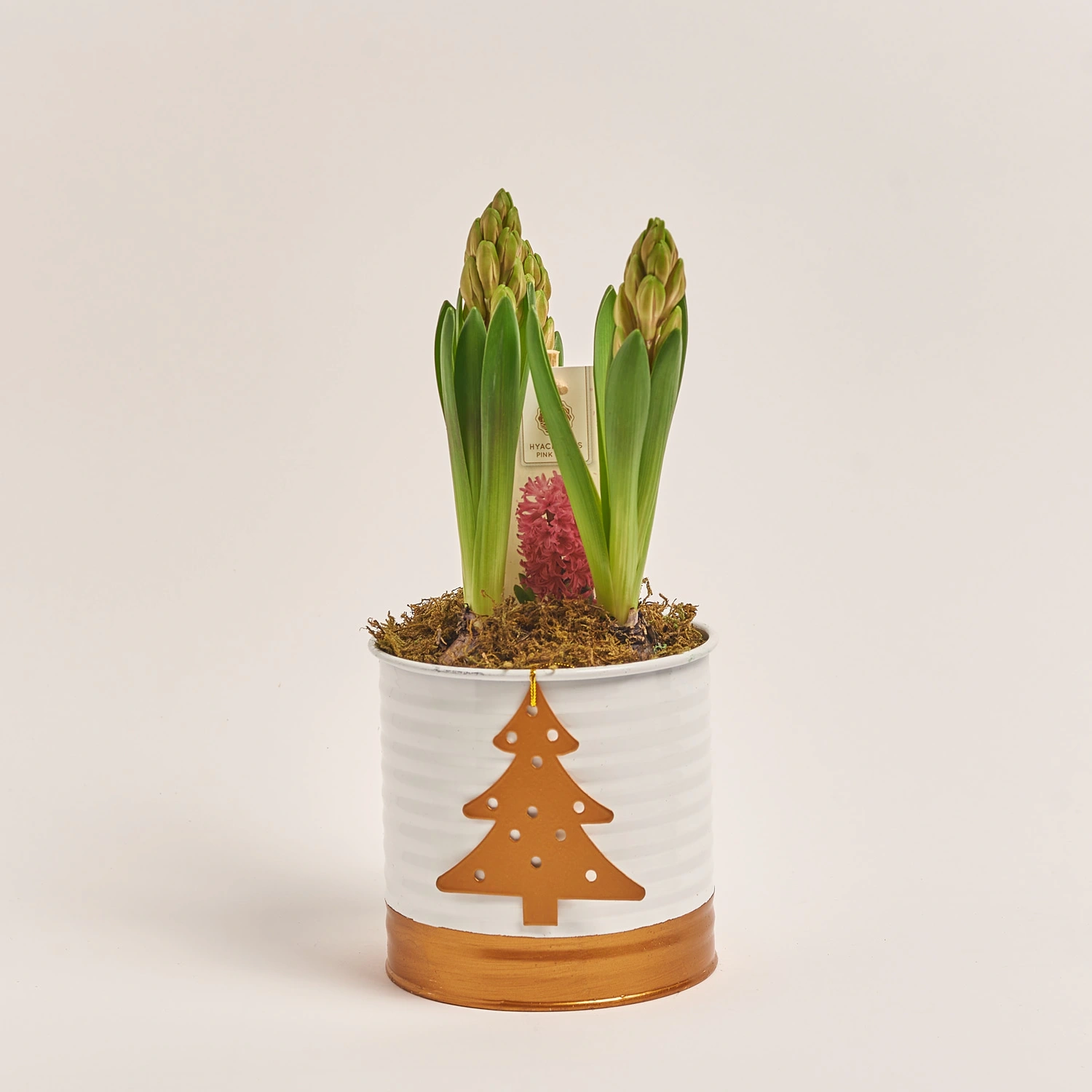 Зображення товару Гіацинт мікс у цинк. горщ., артикул: 54572