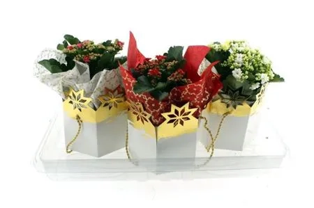 Зображення товару Каланхоє мікс у подарунковому пакеті, артикул: 53596