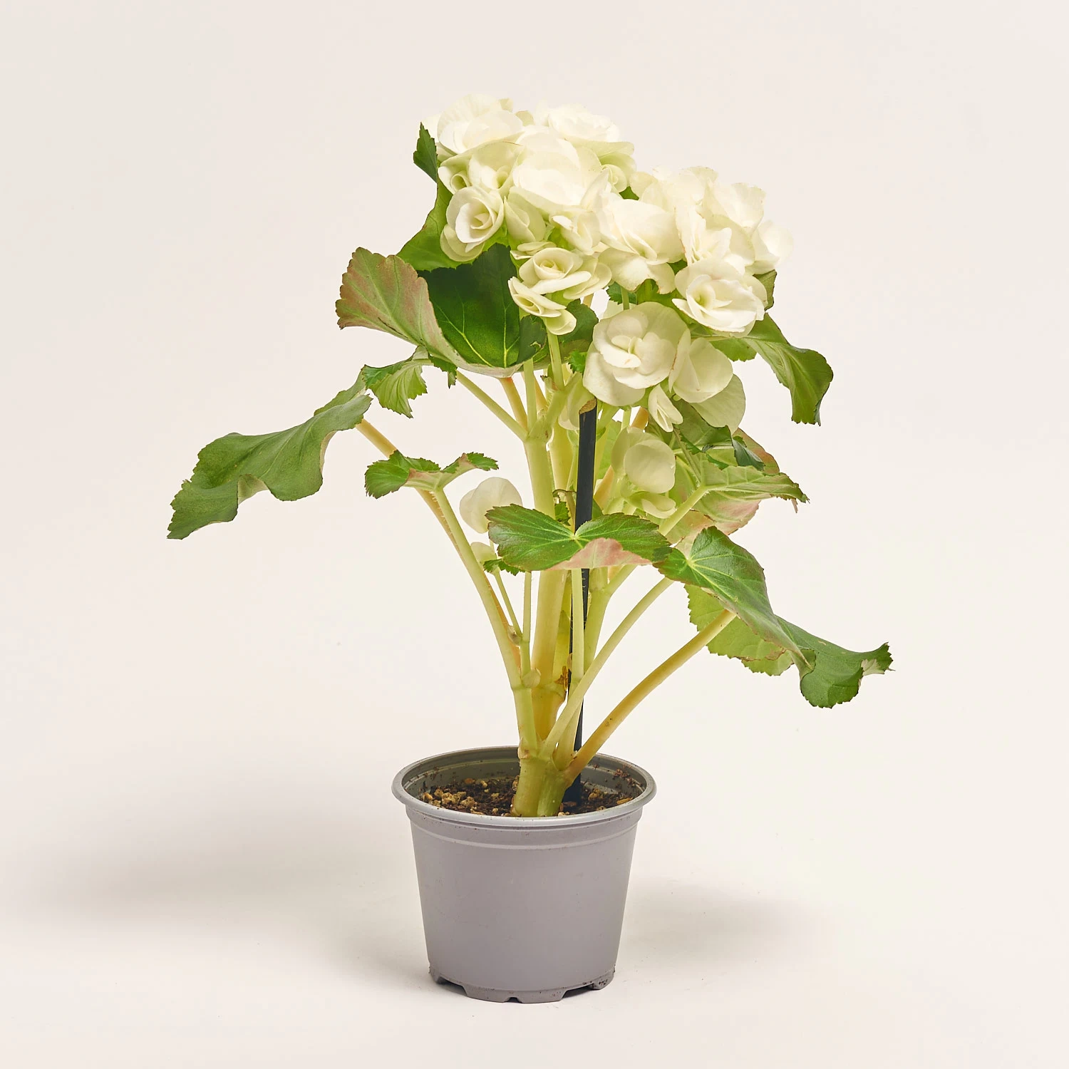 Бегонія мікс, артикул: 1203 Зображення товару Бегонія мікс, артикул: 1203