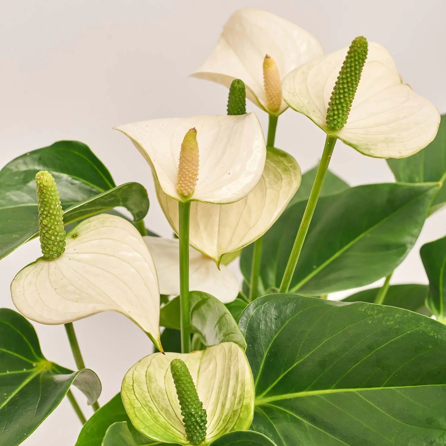 Антуріум Сноу Лав, артикул: 52198 Зображення товару Антуріум Сноу Лав, артикул: 52198