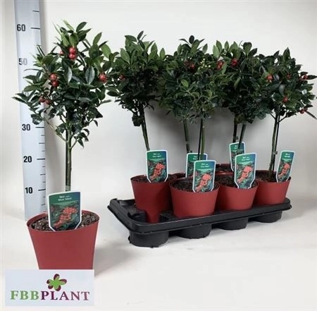 Ілекс Вертицилата, артикул: 22575 Зображення товару Ілекс Вертицилата, артикул: 22575