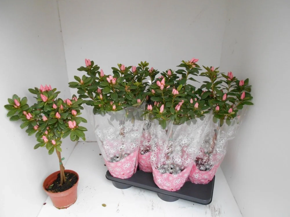 Зображення товару Азалія Тесла штамб., артикул: 57154