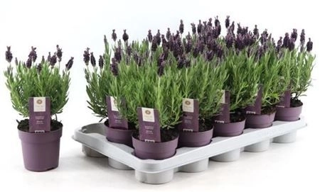 Зображення товару Лаванда Анук, артикул: 26340