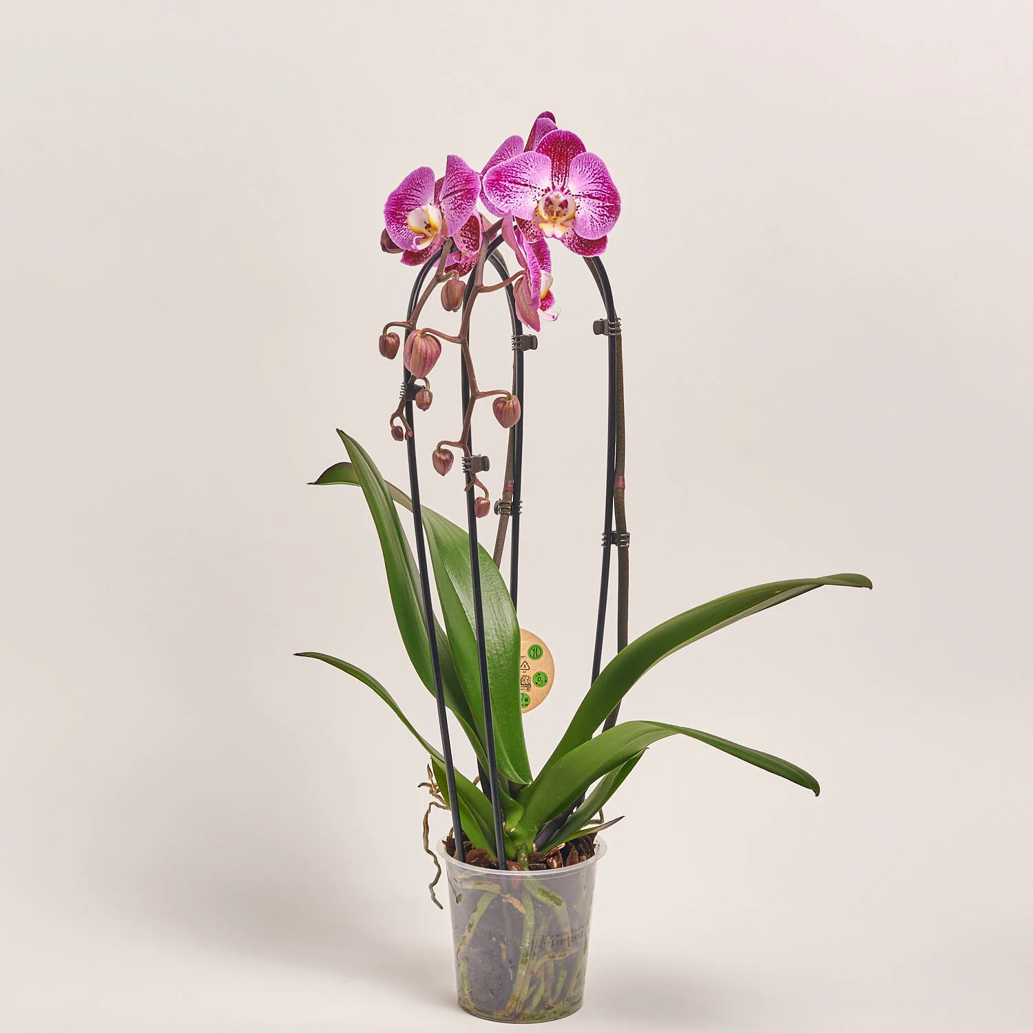 Зображення товару Фаленопсис каскад 2ст. мікс, артикул: 18513