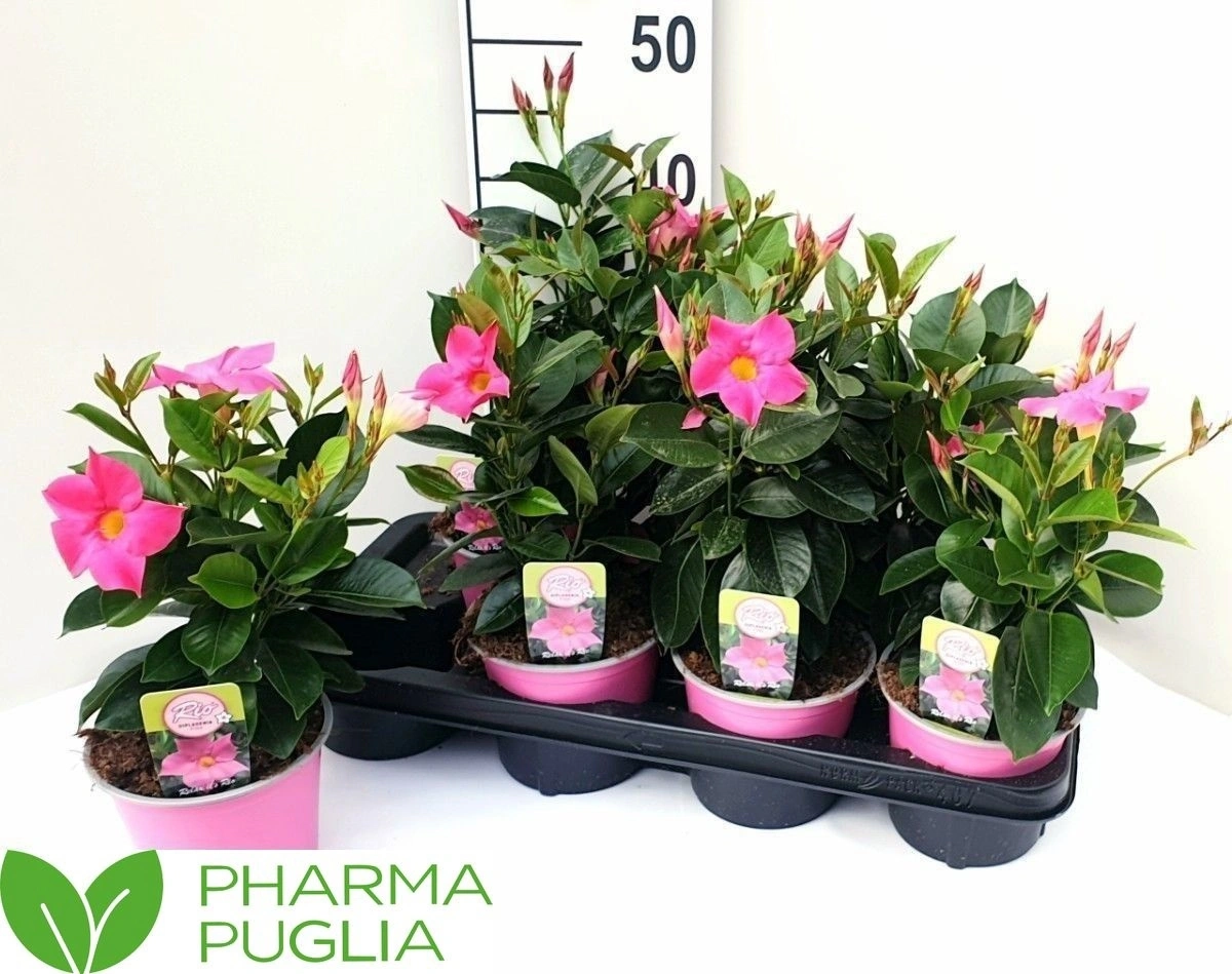 Зображення товару Мандевілла Ріо Корал Пінк, артикул: 56552