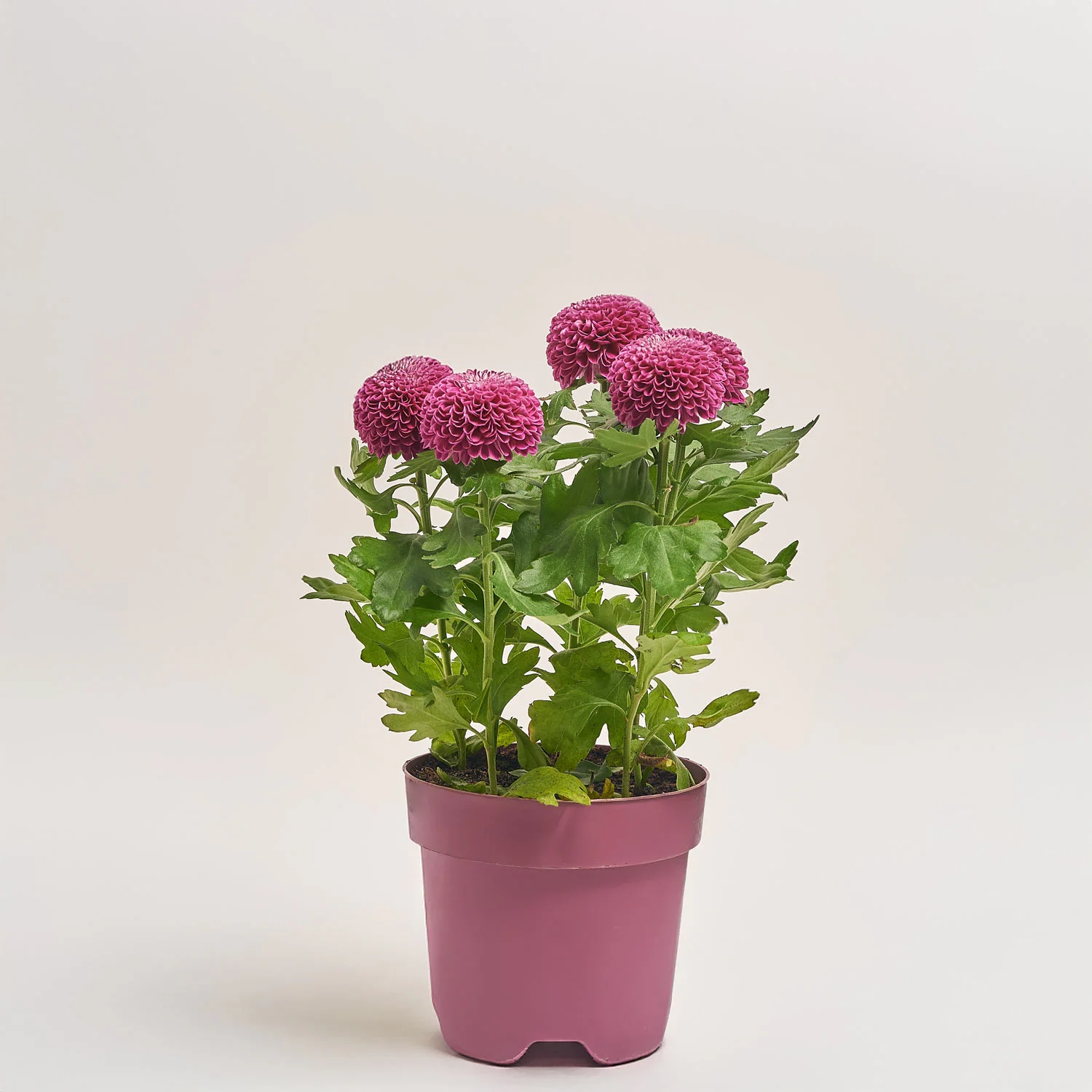 Зображення товару Хризантема Еббі мікс, артикул: 38549