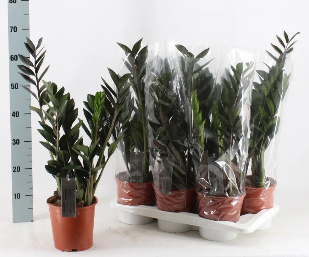 Зображення товару Заміокулькас Супер Нова 6ст., артикул: 56901